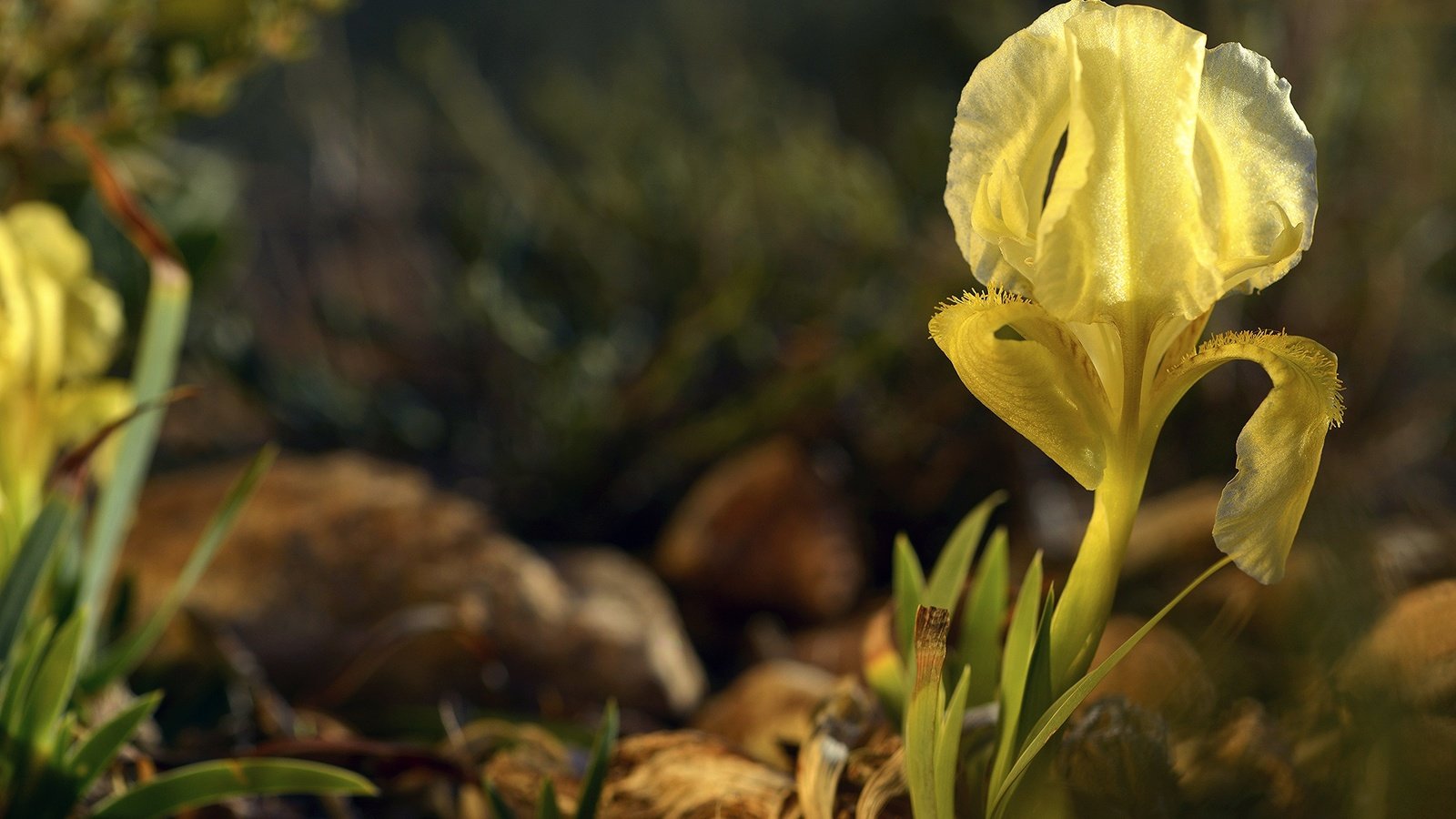 Обои природа, макро, цветок, лепесток, ирис, nature, macro, flower, petal, iris разрешение 3000x1886 Загрузить