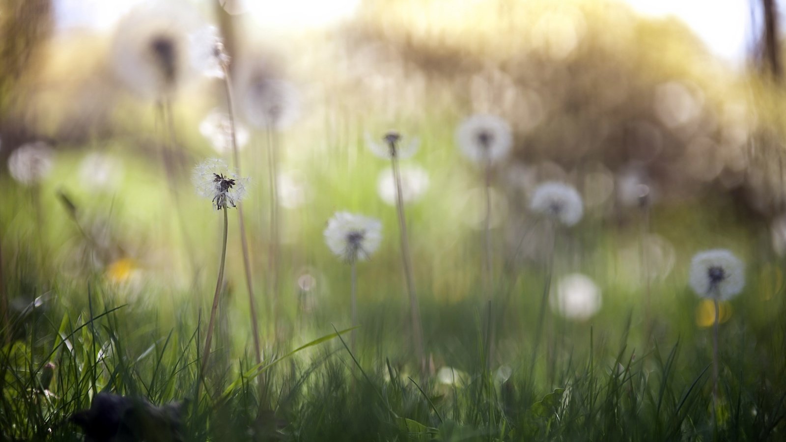 Обои цветы, трава, природа, весна, одуванчики, flowers, grass, nature, spring, dandelions разрешение 2560x1707 Загрузить