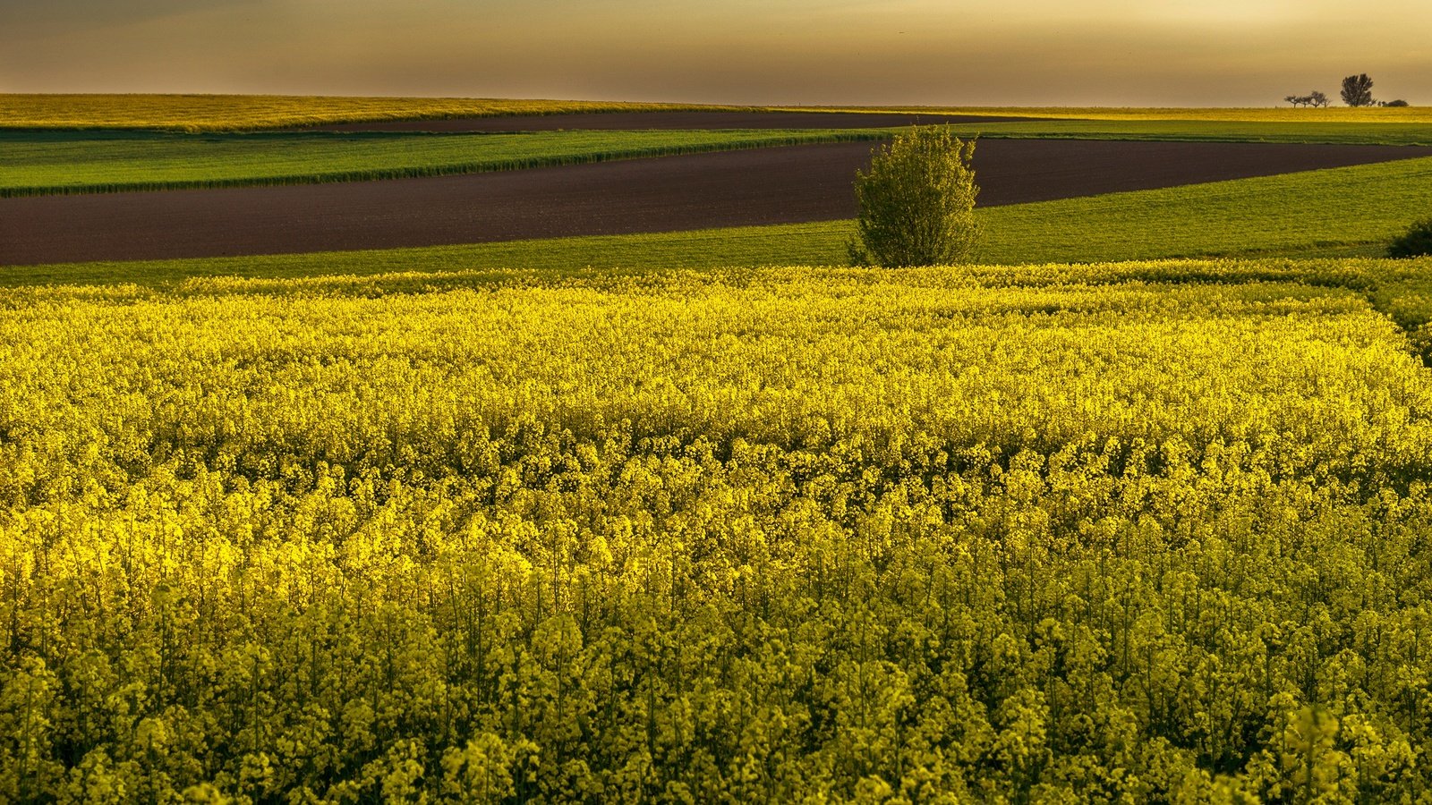 Обои цветы, поля, горизонт, желтые, рапс, flowers, field, horizon, yellow, rape разрешение 3000x2000 Загрузить