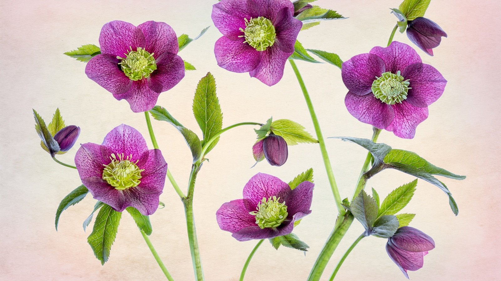 Обои цветы, розовый, морозник, геллеборус, flowers, pink, hellebore, helleborus разрешение 3600x2400 Загрузить