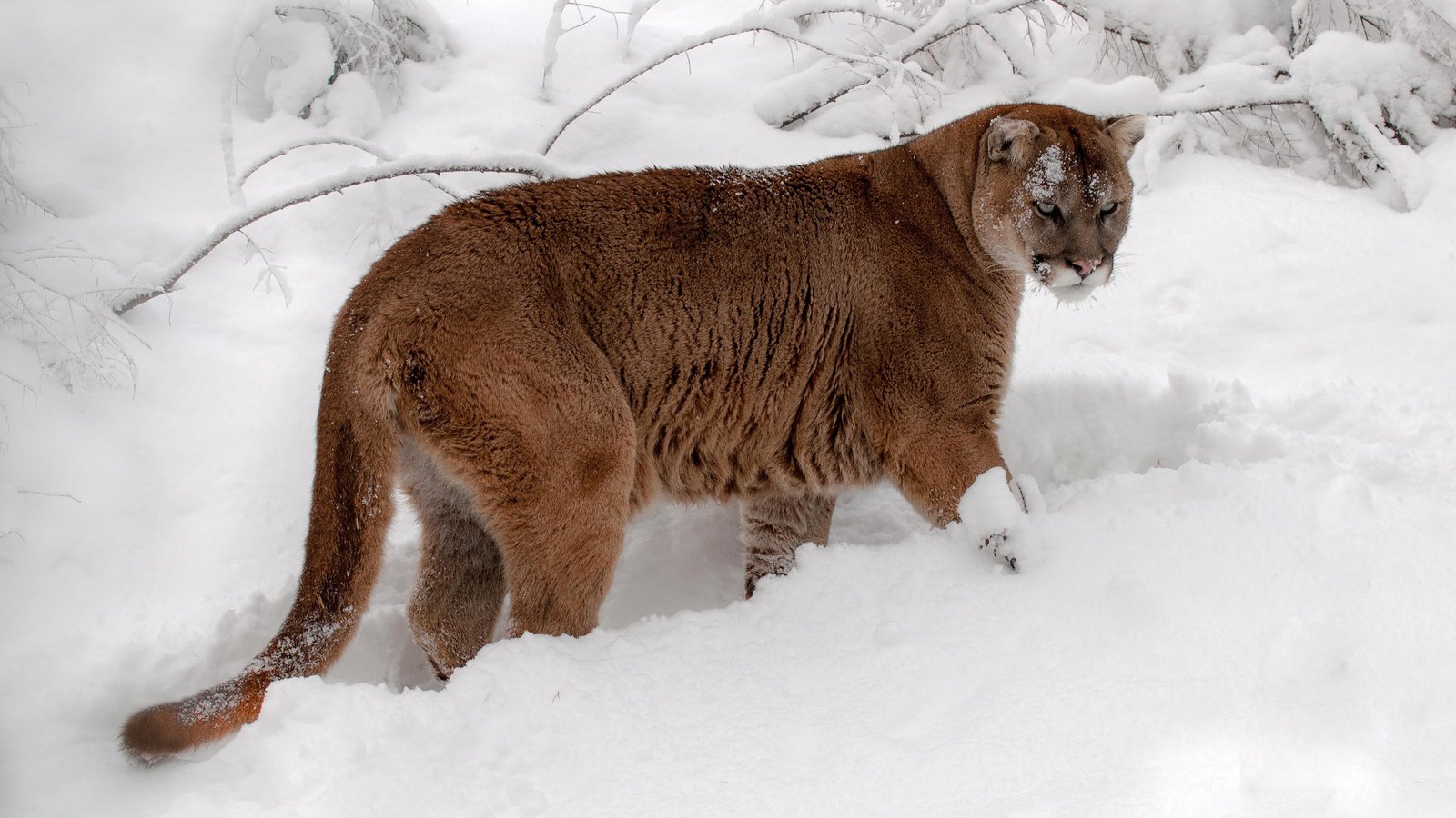 Обои снег, зима, кошка, хвост, пума, горный лев, кугуар, snow, winter, cat, tail, puma, mountain lion, cougar разрешение 2048x1360 Загрузить