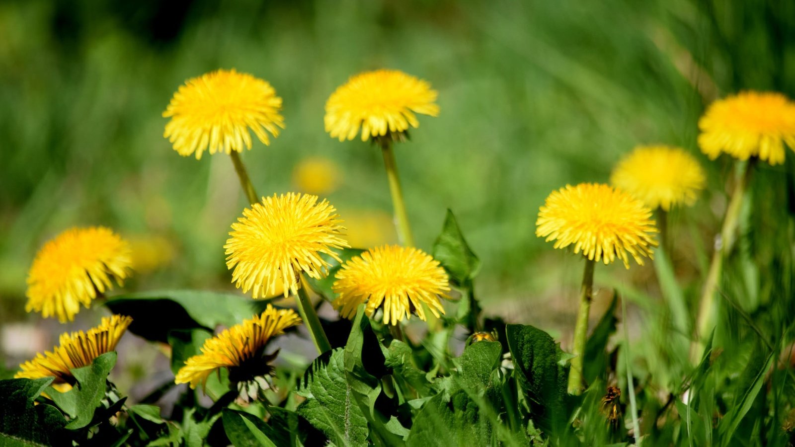 Обои цветы, трава, одуванчики, желтые, flowers, grass, dandelions, yellow разрешение 2048x1365 Загрузить