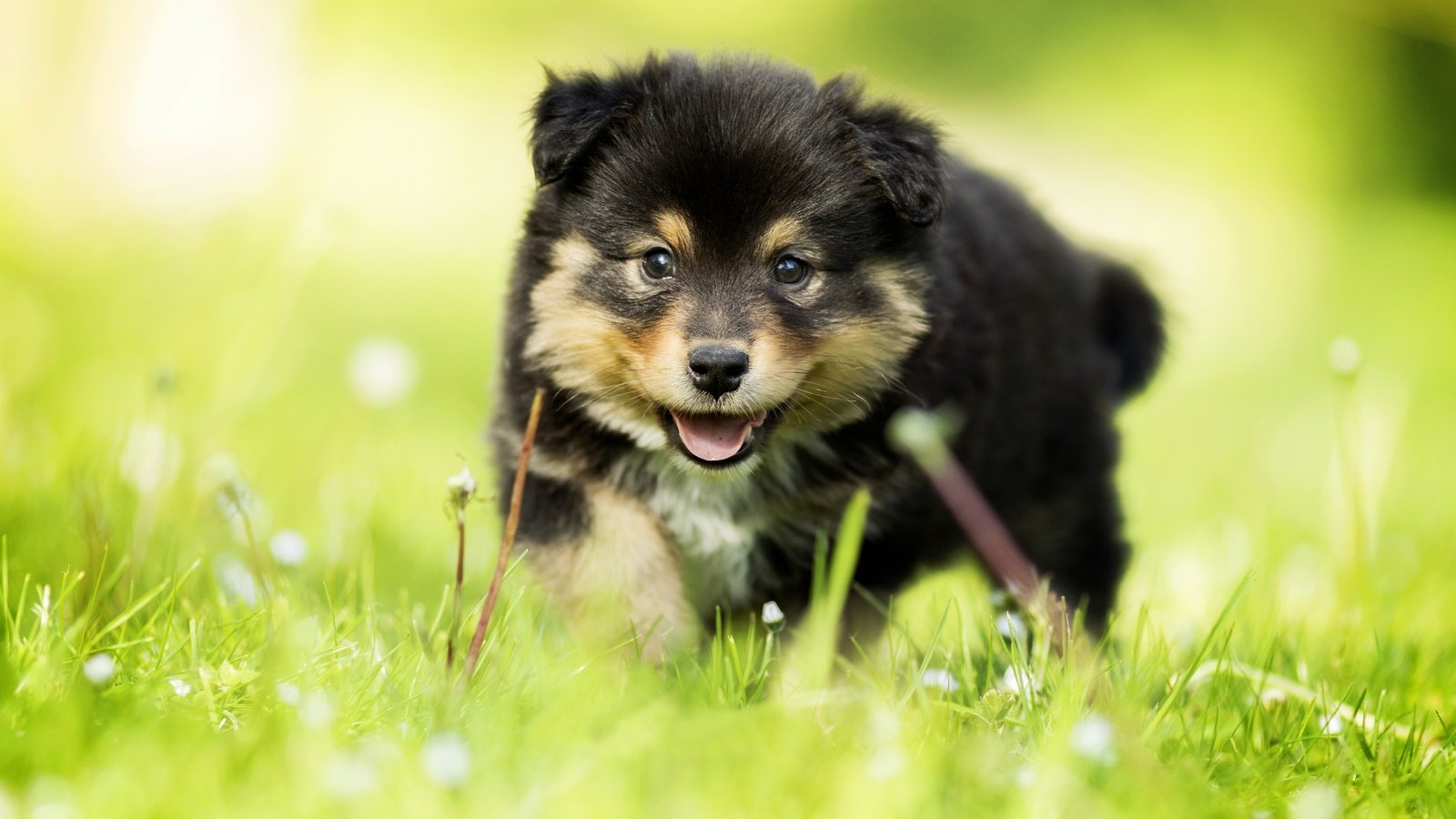 Обои трава, взгляд, собака, щенок, малыш, боке, финский лаппхунд, grass, look, dog, puppy, baby, bokeh, finnish lapphund разрешение 5472x3648 Загрузить