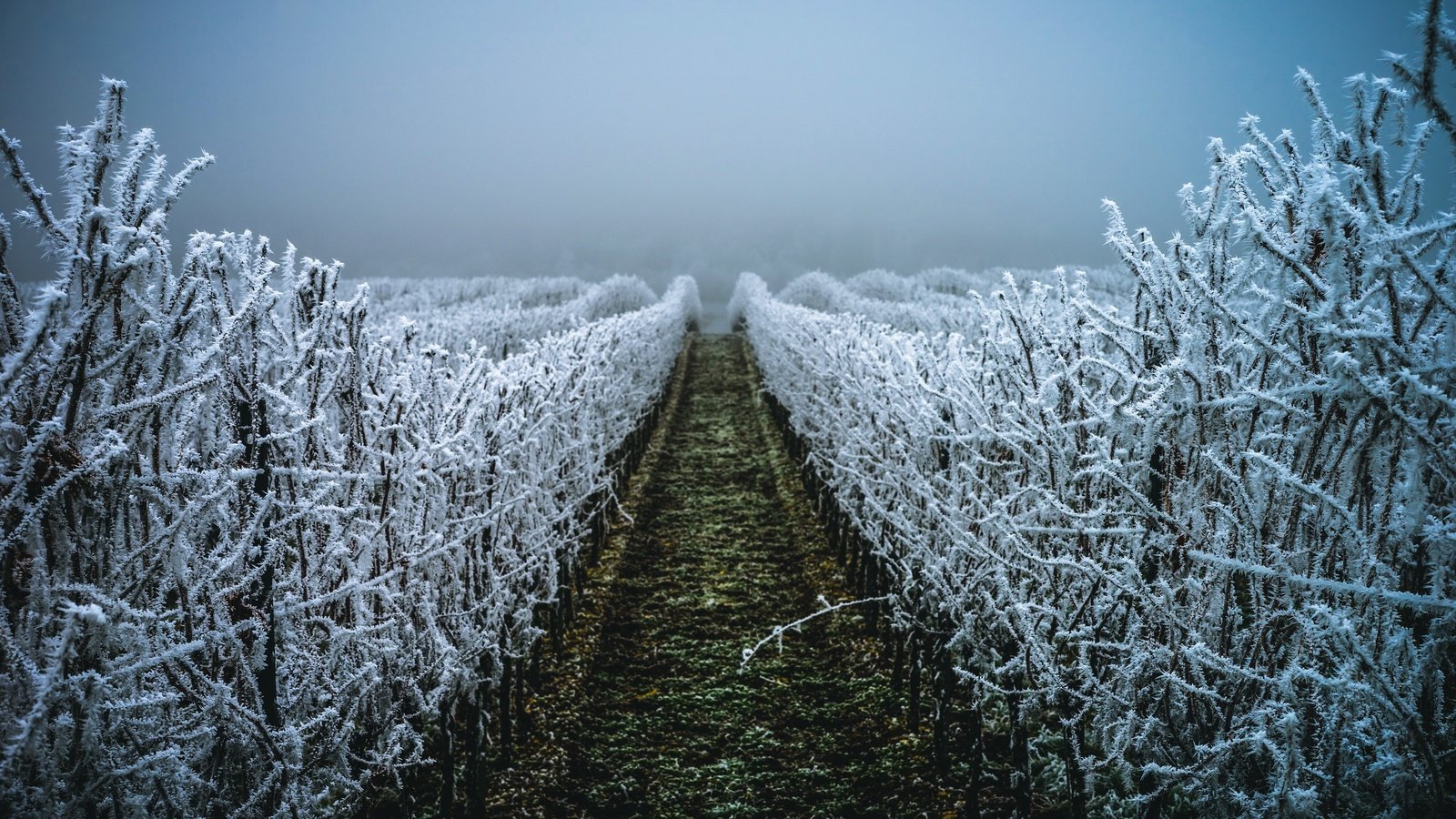 Обои вечер, зима, иней, виноградник, christalentfre, the evening, winter, frost, vineyard разрешение 2560x1707 Загрузить