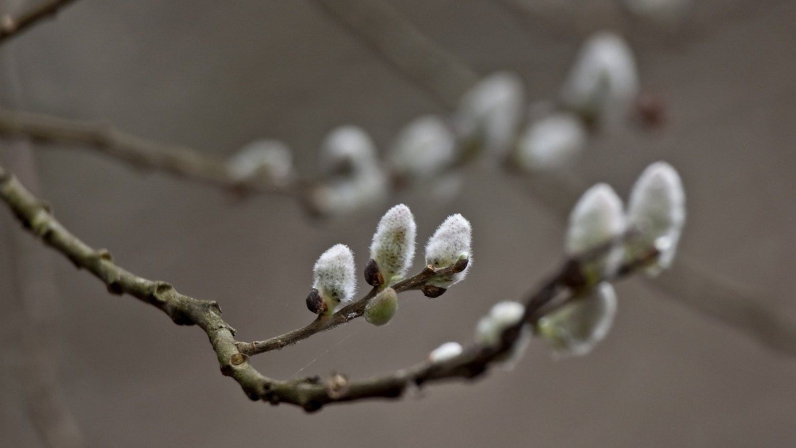 Обои ветка, природа, фон, весна, верба, веточки, branch, nature, background, spring, verba, twigs разрешение 1920x1280 Загрузить