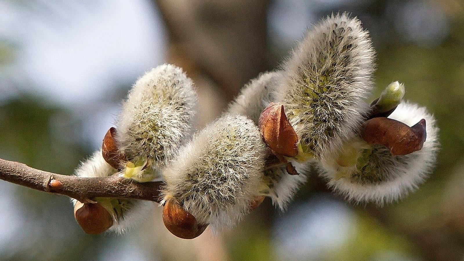 Обои ветка, природа, фон, размытость, весна, верба, branch, nature, background, blur, spring, verba разрешение 1920x1080 Загрузить