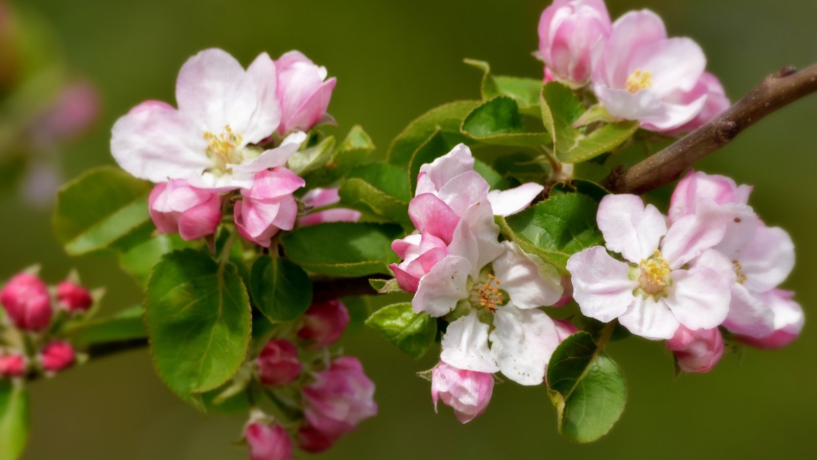 Обои ветка, природа, цветение, фон, весна, яблоня, branch, nature, flowering, background, spring, apple разрешение 2048x1382 Загрузить