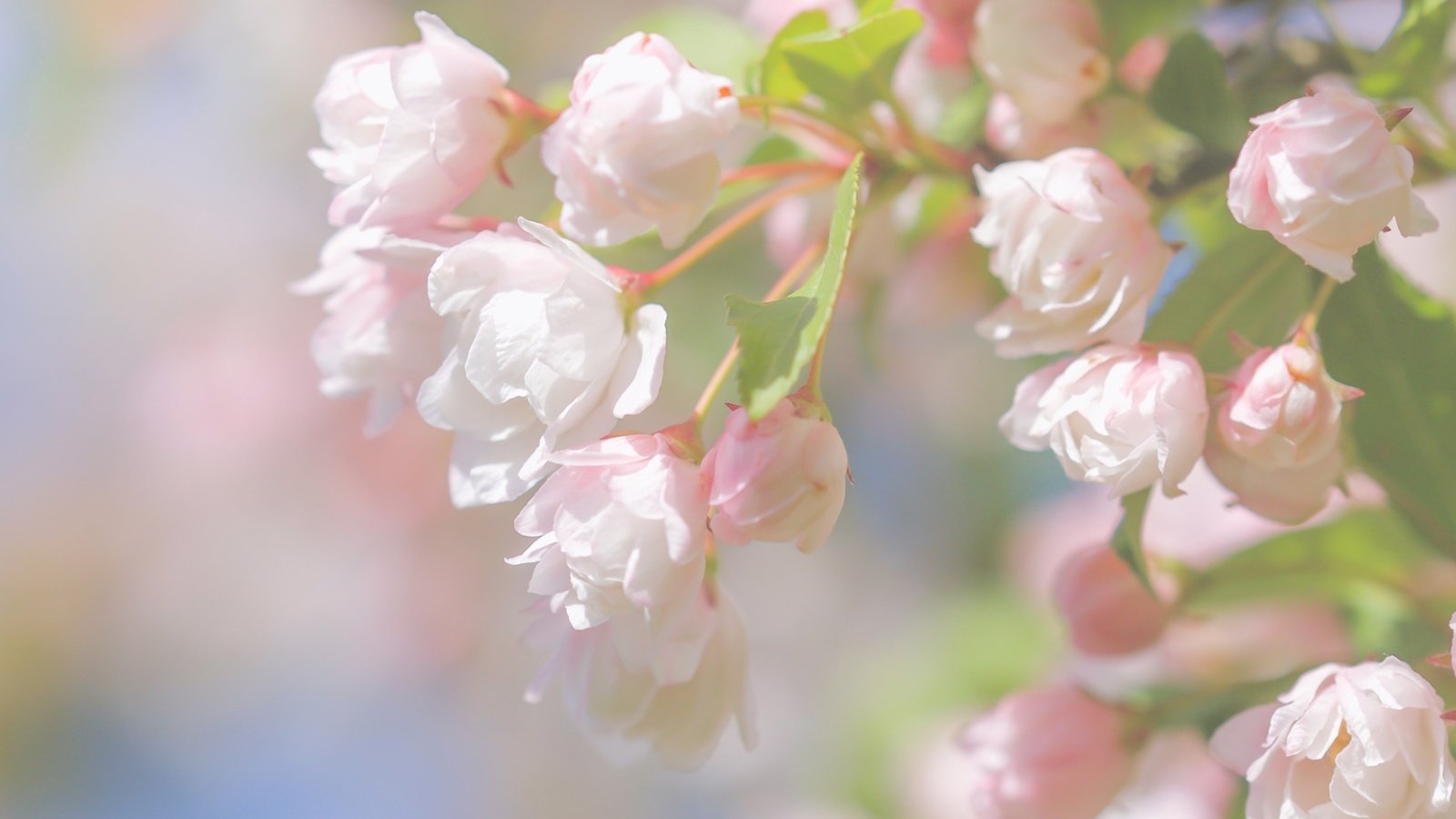 Обои ветка, цветение, макро, весна, цветки, бутончики, paula w, branch, flowering, macro, spring, flowers, buds разрешение 2400x1600 Загрузить