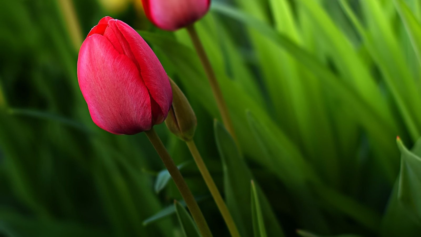 Обои цветы, зелень, бутон, весна, тюльпан, flowers, greens, bud, spring, tulip разрешение 2000x1231 Загрузить