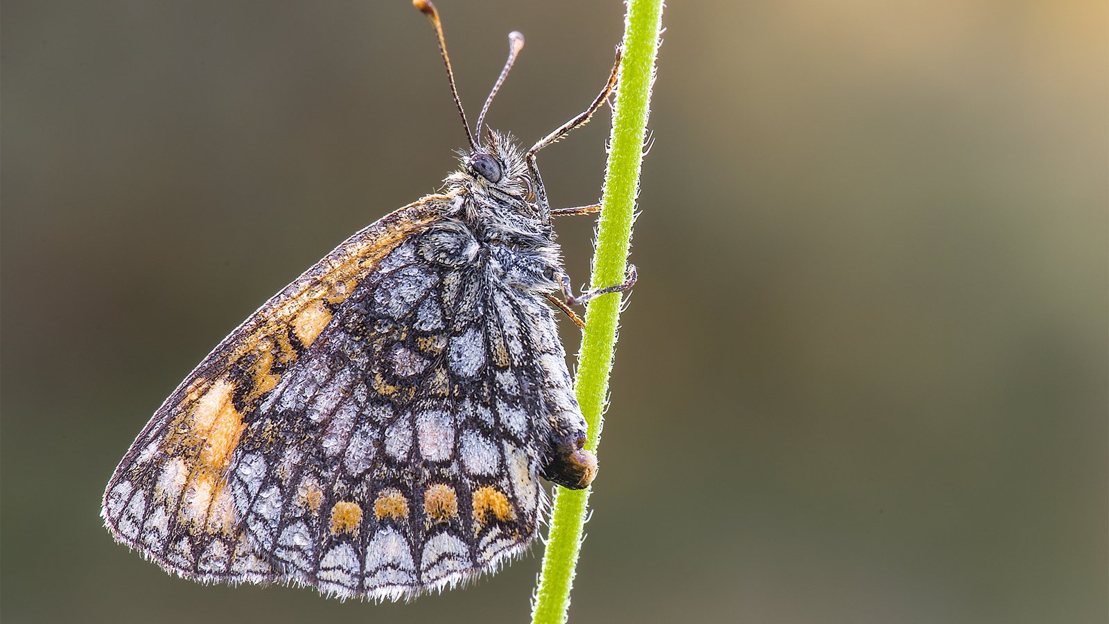 Обои природа, насекомое, фон, бабочка, стебель, davide lopresti, шашечница, nature, insect, background, butterfly, stem, the metalmark разрешение 2000x1333 Загрузить