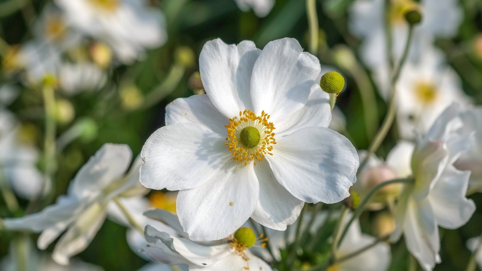 Обои цветы, макро, лепестки, белые, анемоны, ветреница, flowers, macro, petals, white, anemones, anemone разрешение 4006x2482 Загрузить