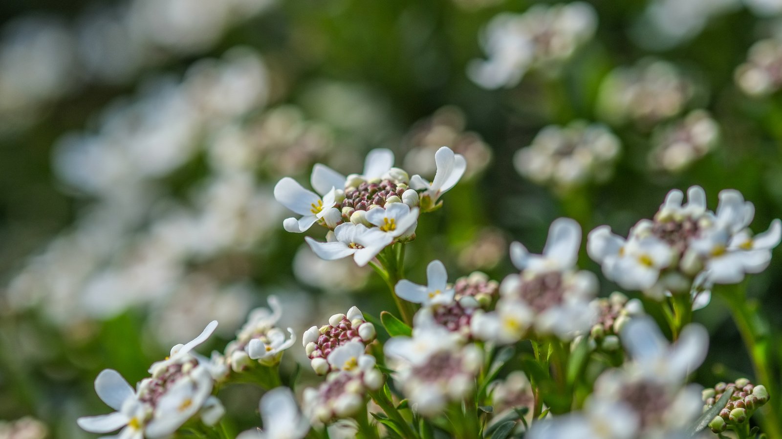 Обои цветы, лепестки, весна, белые, jazzmatica, flowers, petals, spring, white разрешение 4896x2760 Загрузить