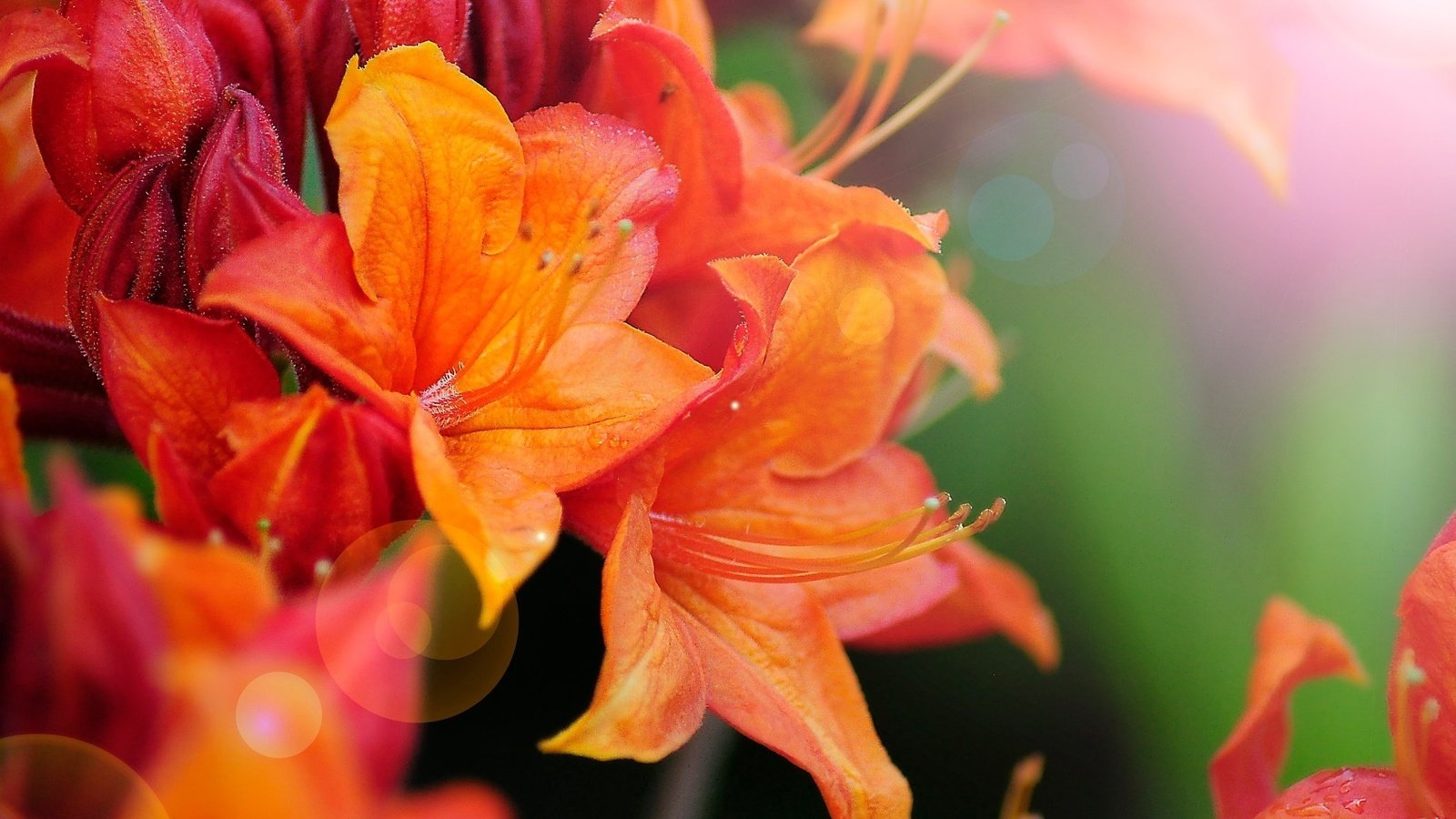 Обои цветы, макро, боке, азалия, рододендрон, flowers, macro, bokeh, azalea, rhododendron разрешение 2048x1360 Загрузить