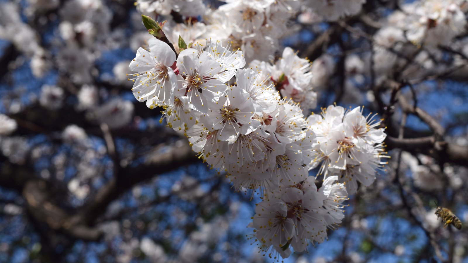 Обои небо, цветы, цветение, ветки, весна, пчелы, the sky, flowers, flowering, branches, spring, bees разрешение 6000x4000 Загрузить