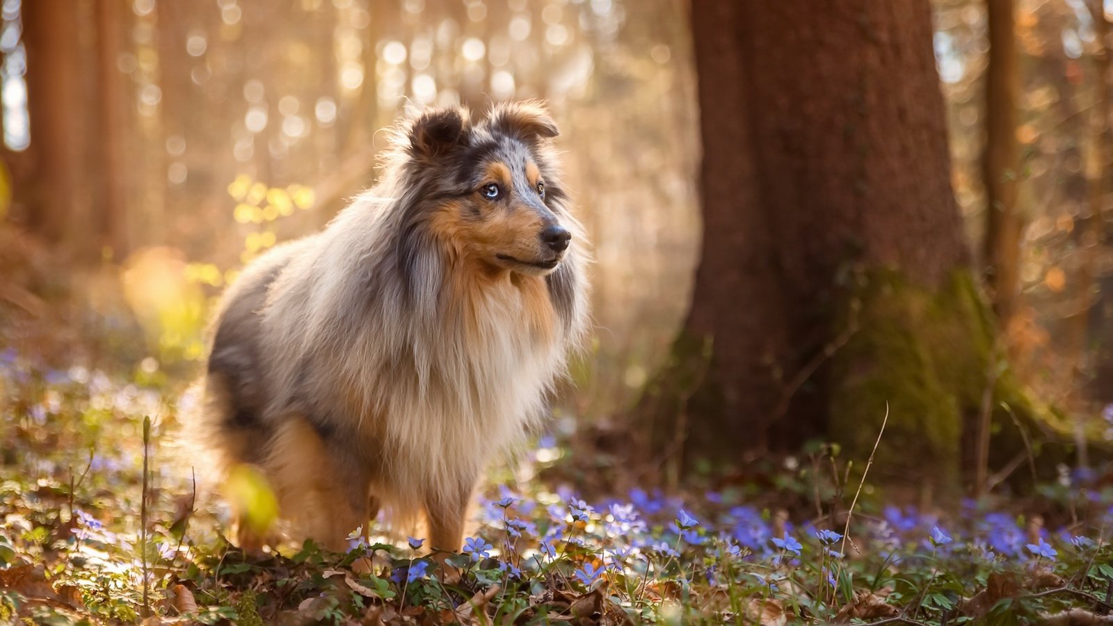 Обои цветы, природа, лес, собака, весна, шелти, sabine fallend, flowers, nature, forest, dog, spring, sheltie разрешение 1920x1150 Загрузить