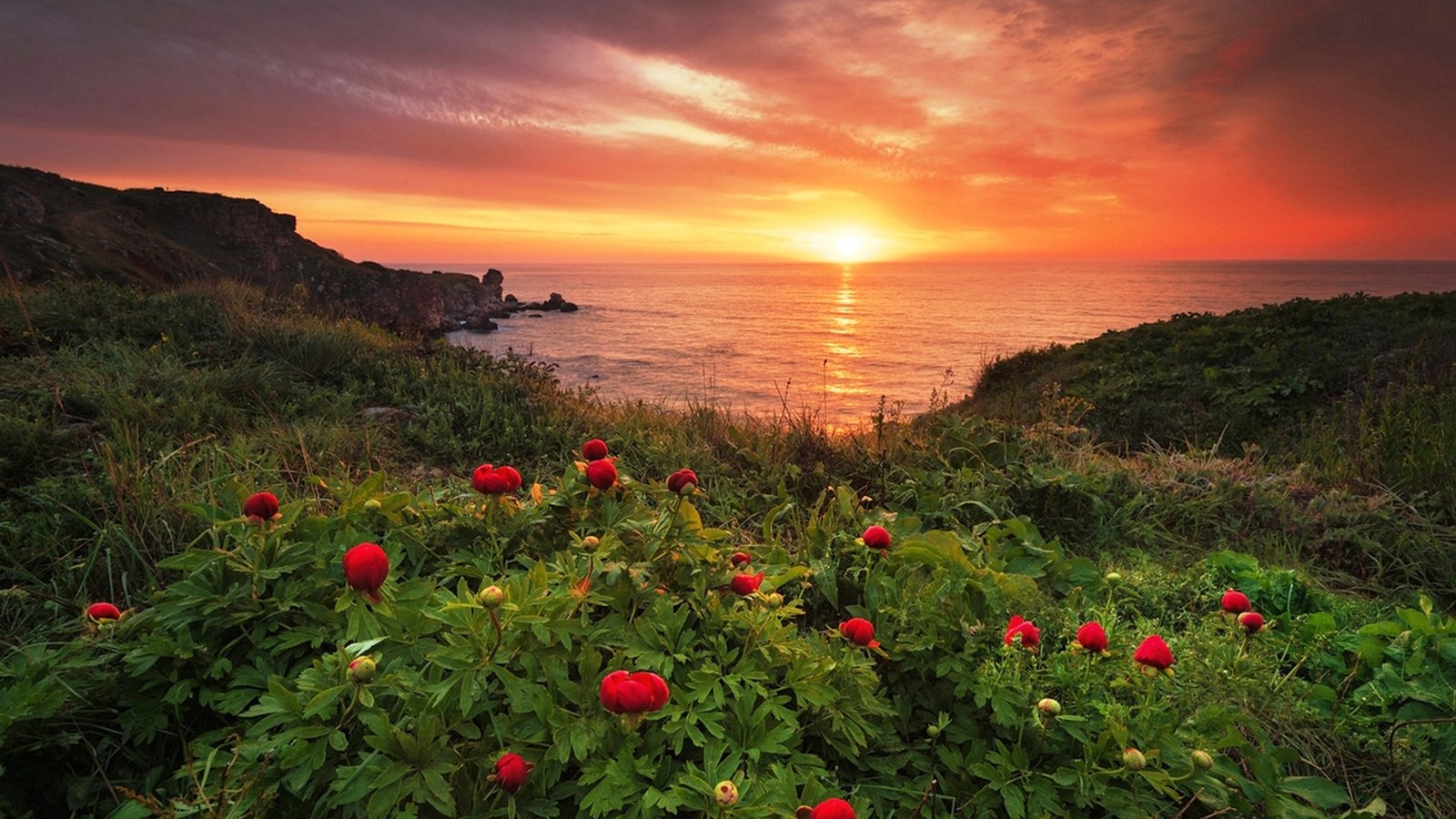 Обои цветы, вода, рассвет, побережье, дикие, пионы, болгария, milen dobrev, flowers, water, dawn, coast, wild, peonies, bulgaria разрешение 1920x1282 Загрузить