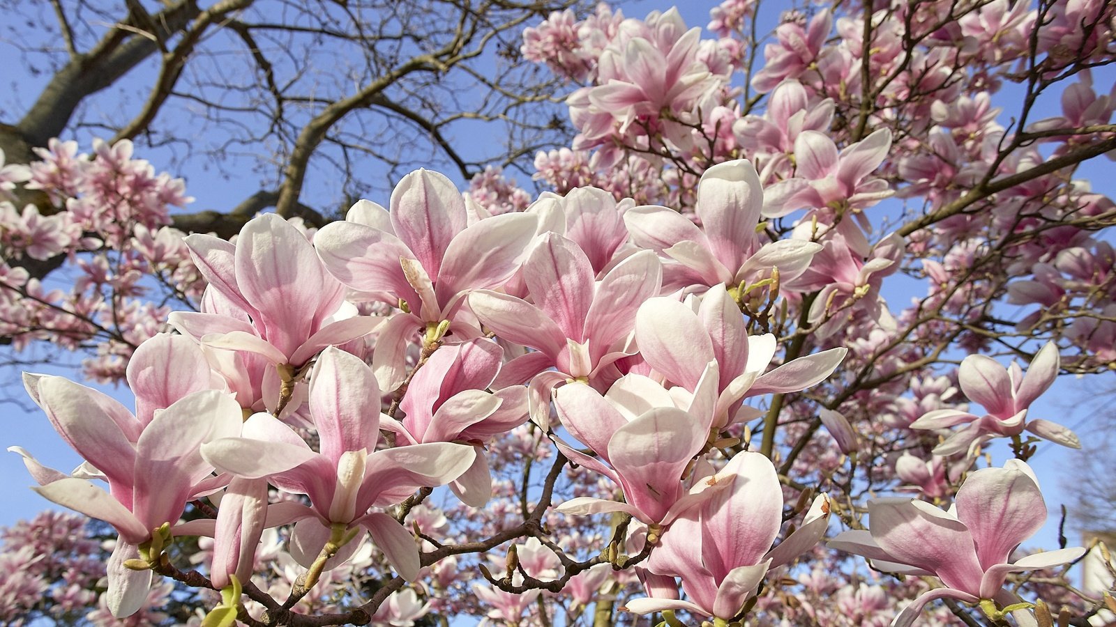 Обои небо, дерево, цветение, весна, магнолия, the sky, tree, flowering, spring, magnolia разрешение 1920x1211 Загрузить