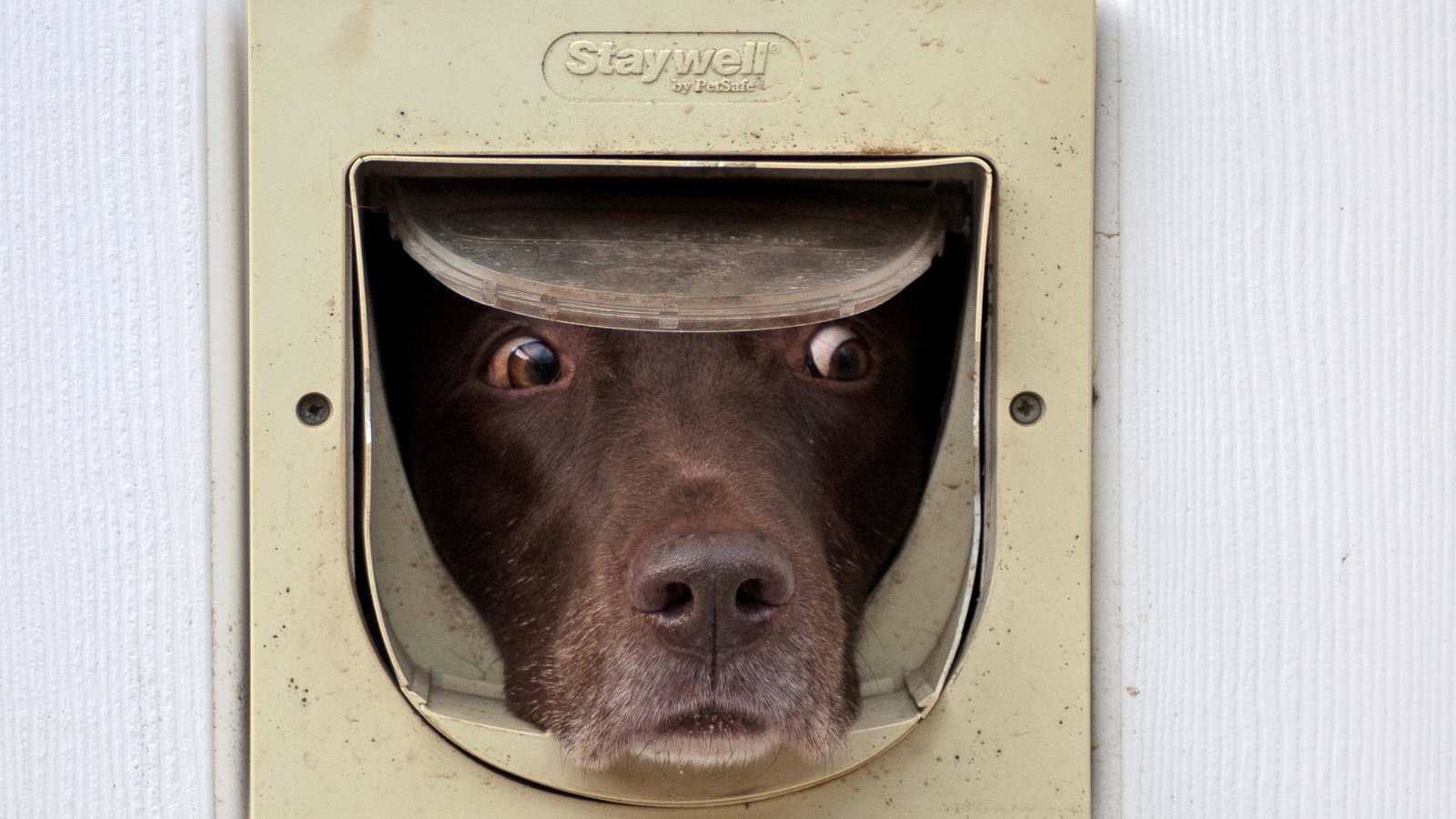 Обои глаза, морда, взгляд, дверь, собака, друг, собака., eyes, face, look, the door, dog, each, dog. разрешение 1920x1200 Загрузить