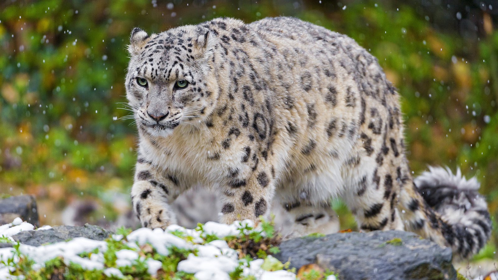 Обои снег, животные, хищник, снежный барс, ирбис, snow, animals, predator, snow leopard, irbis разрешение 2048x1365 Загрузить
