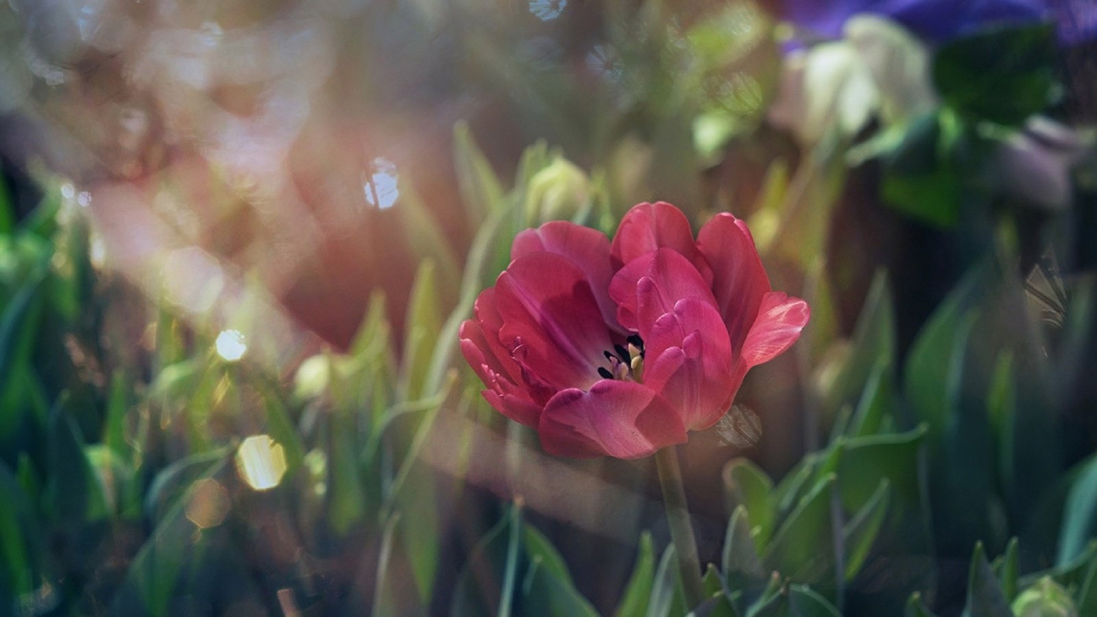 Обои свет, цветы, трава, листья, размытость, мак, тюльпан, light, flowers, grass, leaves, blur, mac, tulip разрешение 1920x1279 Загрузить