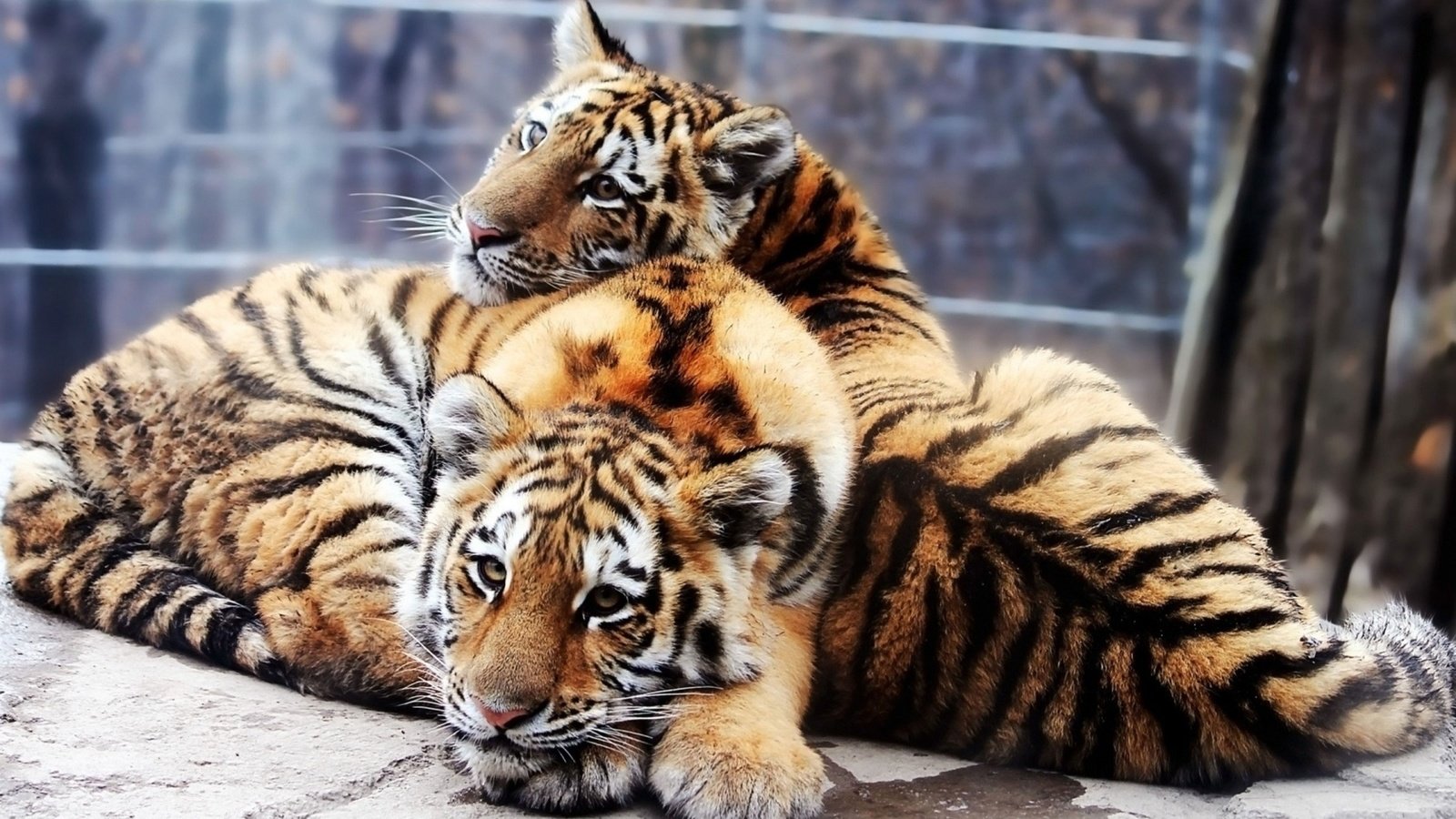 Обои глаза, мордочка, взгляд, тигрята, детеныши, тигры, eyes, muzzle, look, the cubs, cubs, tigers разрешение 1920x1080 Загрузить