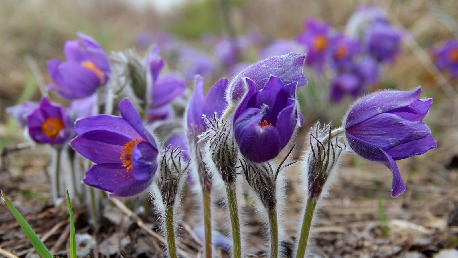 Обои цветы, весна, сон-трава, прострел, flowers, spring, sleep-grass, cross разрешение 3000x2000 Загрузить