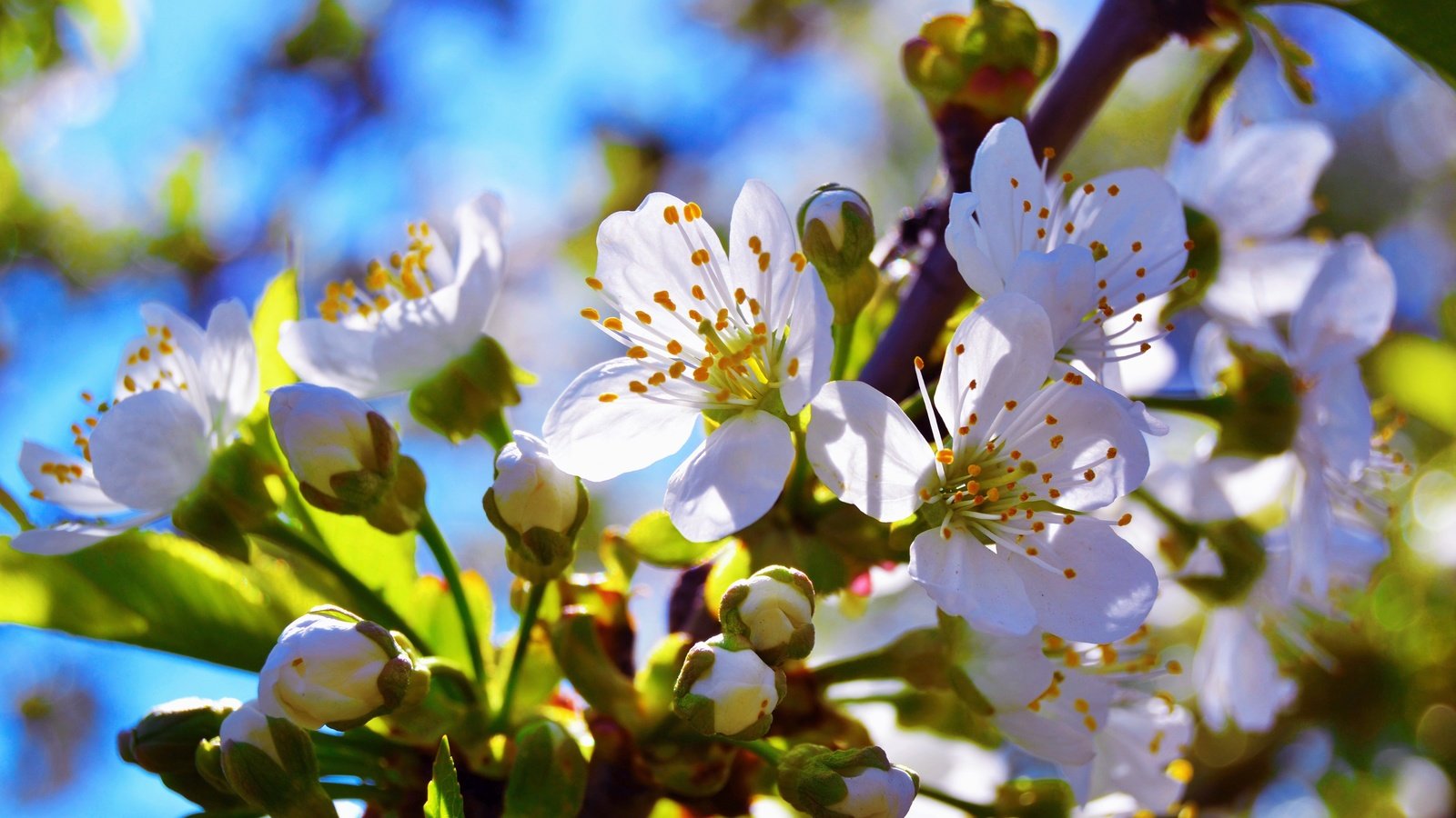 Обои ветка, цветение, бутон, черешня, весна, branch, flowering, bud, cherry, spring разрешение 4608x3072 Загрузить