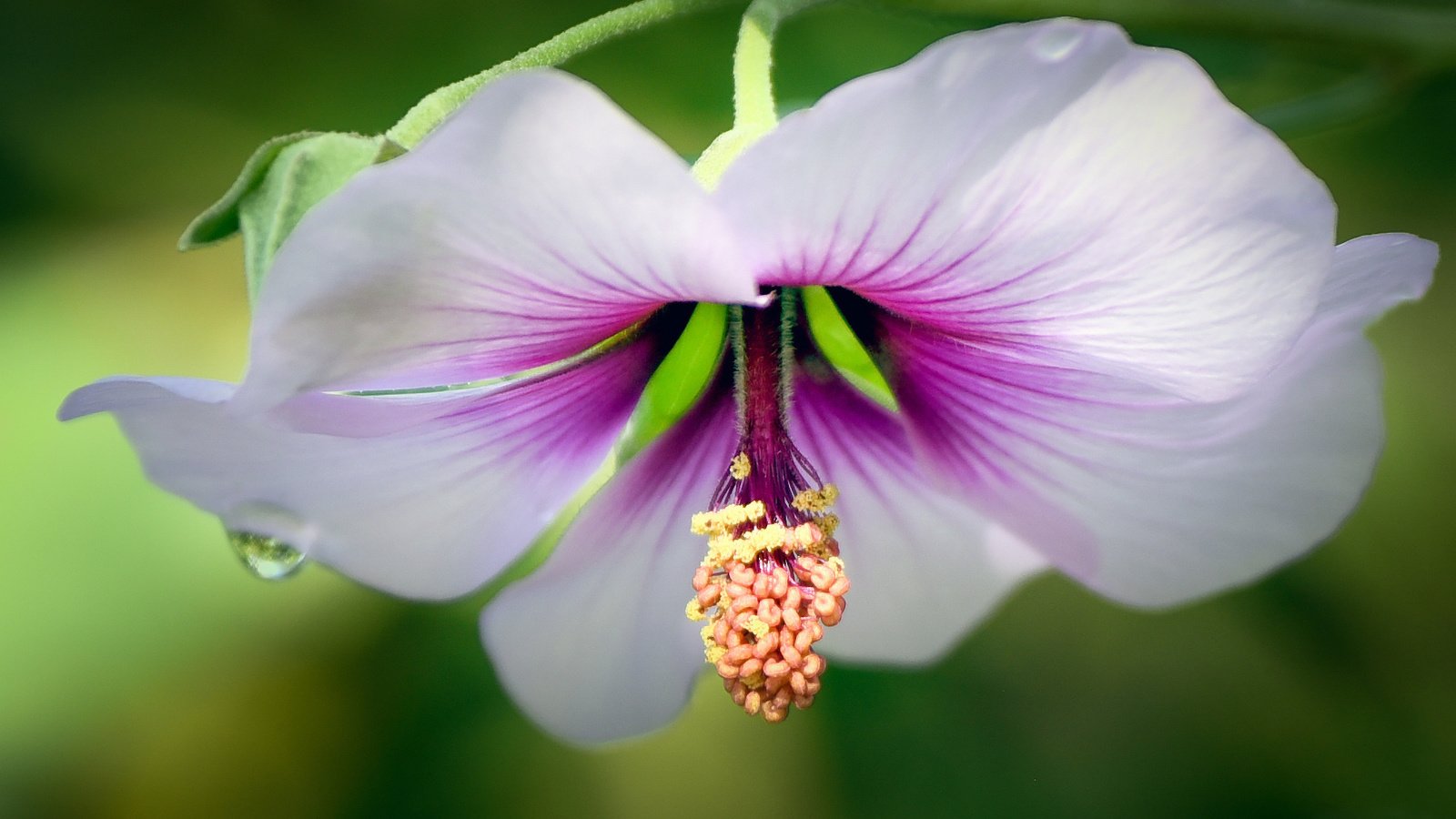 Обои вода, макро, цветок, капля, мальва, water, macro, flower, drop, mallow разрешение 1997x1294 Загрузить