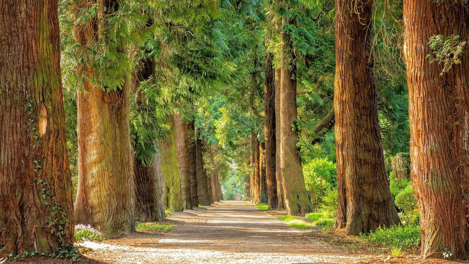 Обои дорога, деревья, парк, стволы, аллея, road, trees, park, trunks, alley разрешение 1920x1279 Загрузить