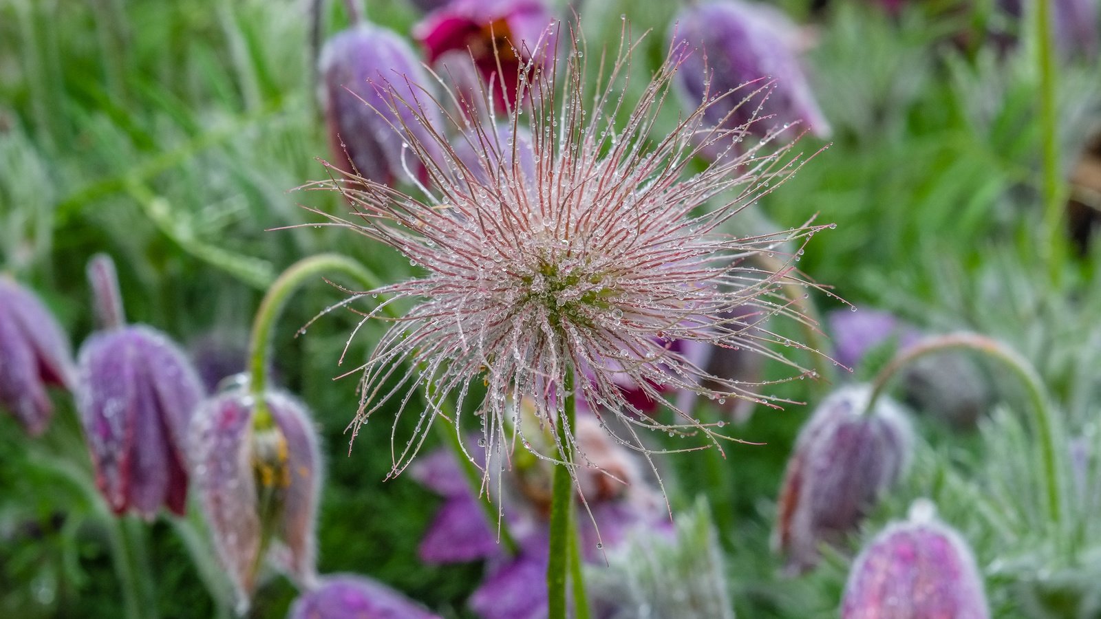 Обои цветы, роса, капли, весна, сон-трава, прострел, flowers, rosa, drops, spring, sleep-grass, cross разрешение 4896x2760 Загрузить