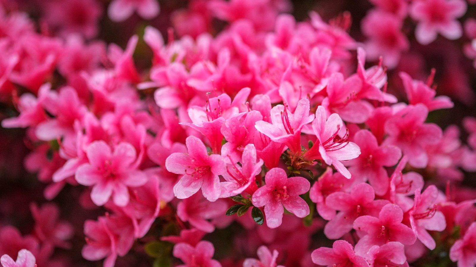 Обои цветы, розовые, азалия, рододендрон, flowers, pink, azalea, rhododendron разрешение 4896x2760 Загрузить