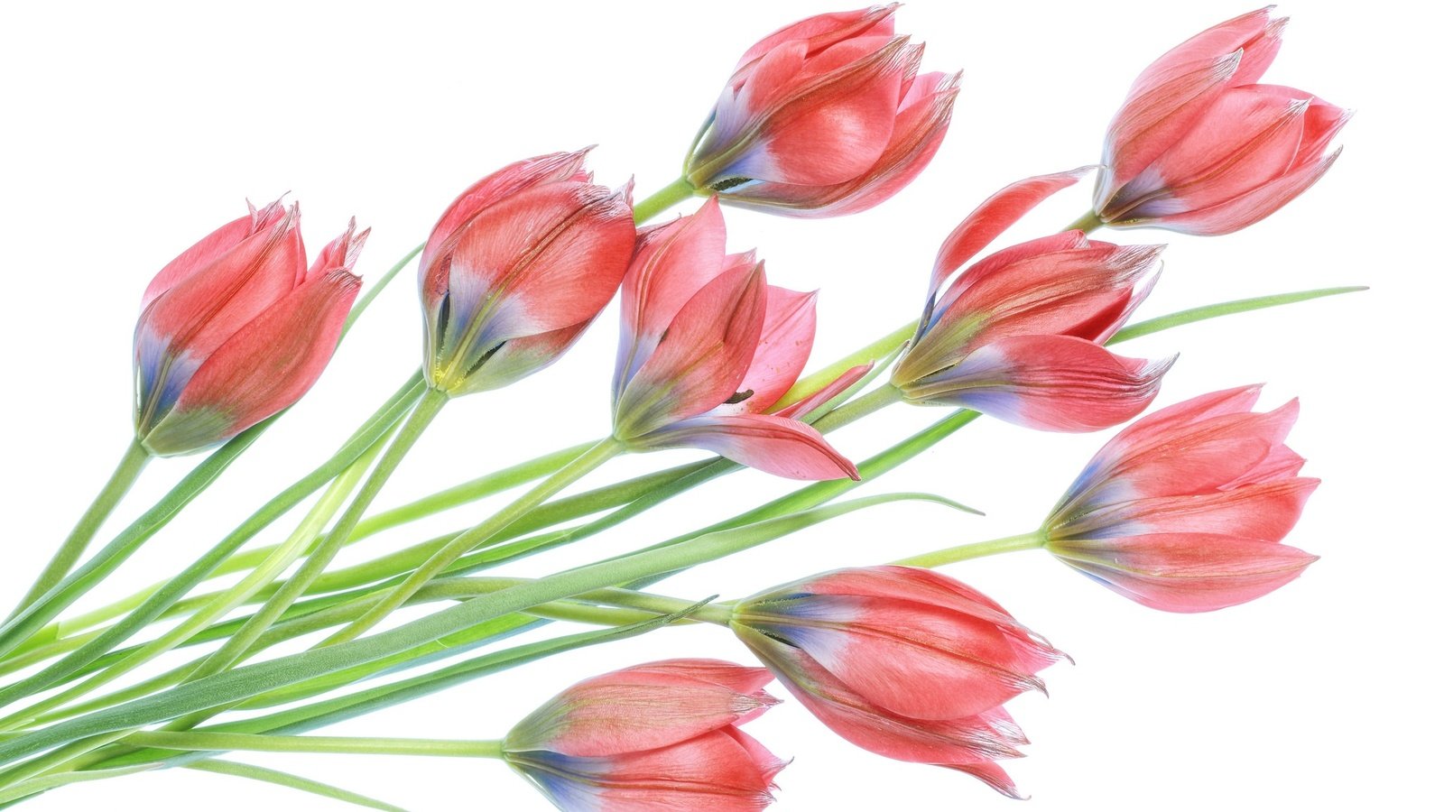 Обои цветы, бутоны, весна, тюльпаны, белый фон, flowers, buds, spring, tulips, white background разрешение 2048x1365 Загрузить