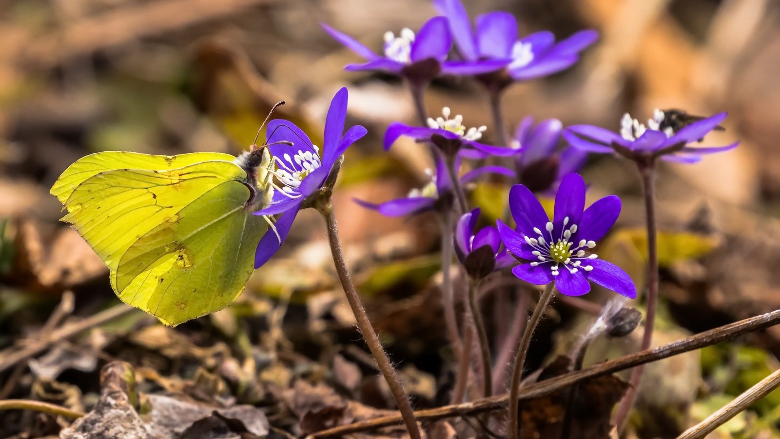 Обои цветы, насекомое, бабочка, весна, печёночница, flowers, insect, butterfly, spring, pechenocna разрешение 2560x1644 Загрузить