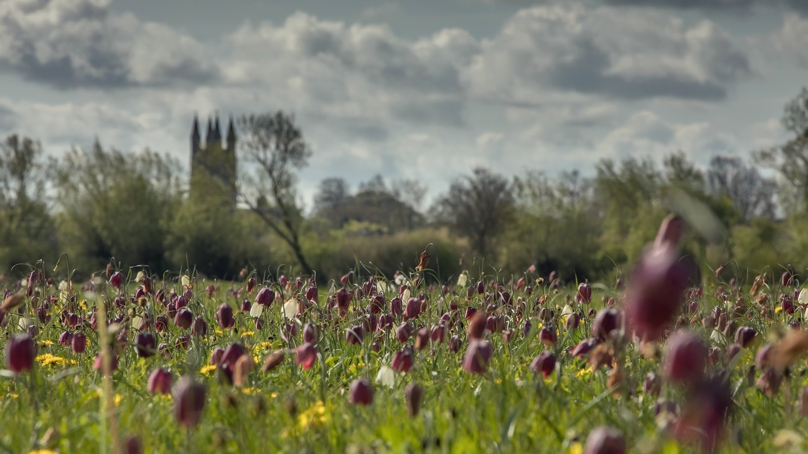 Обои небо, цветы, облака, деревья, поле, лето, замок, the sky, flowers, clouds, trees, field, summer, castle разрешение 2000x1180 Загрузить