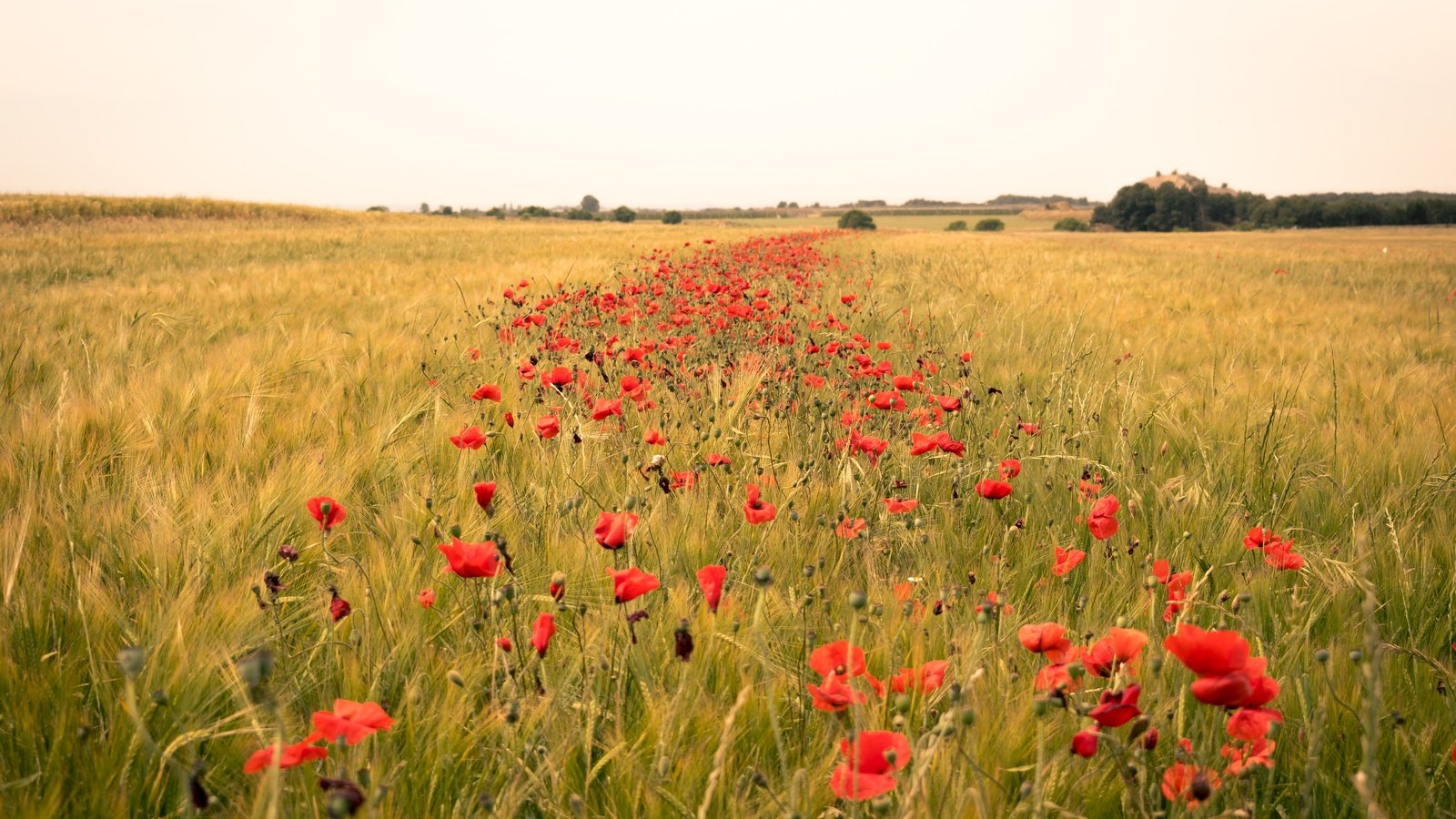 Обои цветы, поле, горизонт, лето, маки, колосья, flowers, field, horizon, summer, maki, ears разрешение 6000x4000 Загрузить