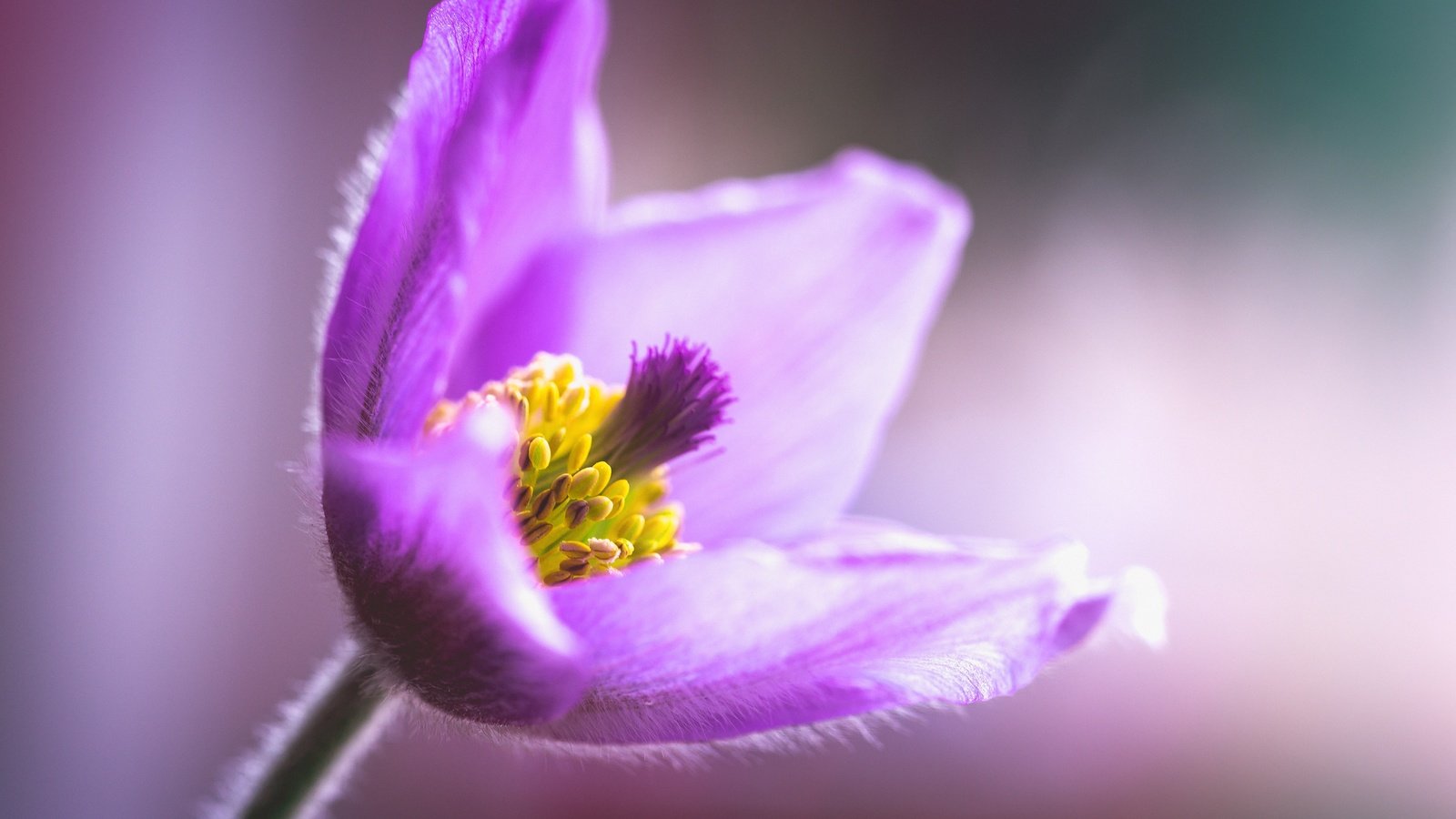 Обои макро, цветок, боке, сон-трава, прострел, macro, flower, bokeh, sleep-grass, cross разрешение 5407x3648 Загрузить