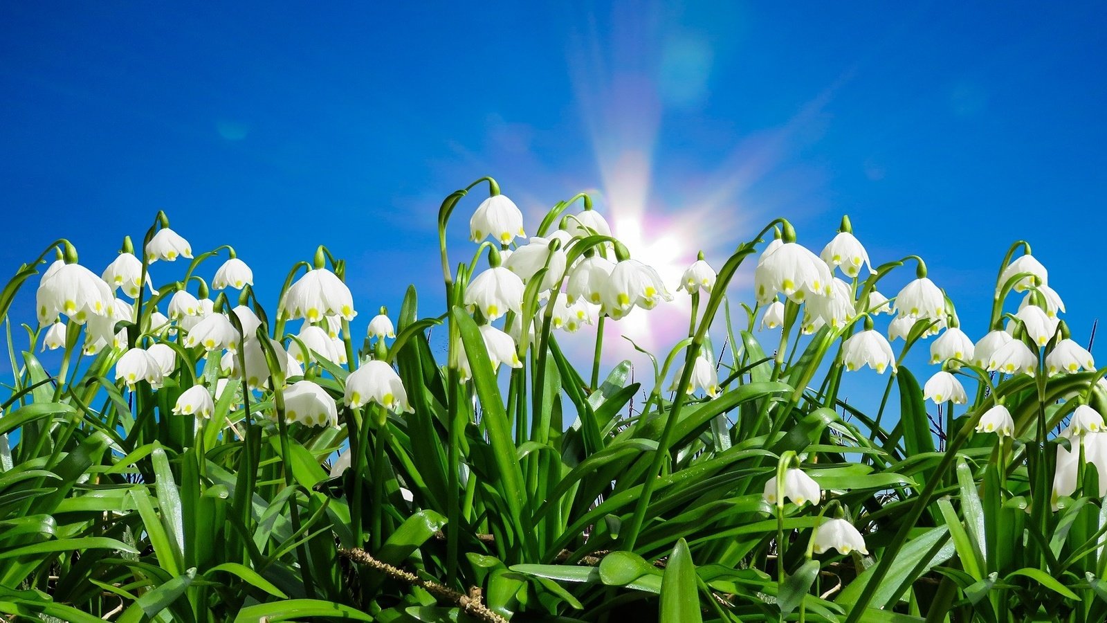 Обои небо, цветы, солнце, листья, весна, белоцветник, the sky, flowers, the sun, leaves, spring, snowflake разрешение 1920x1167 Загрузить