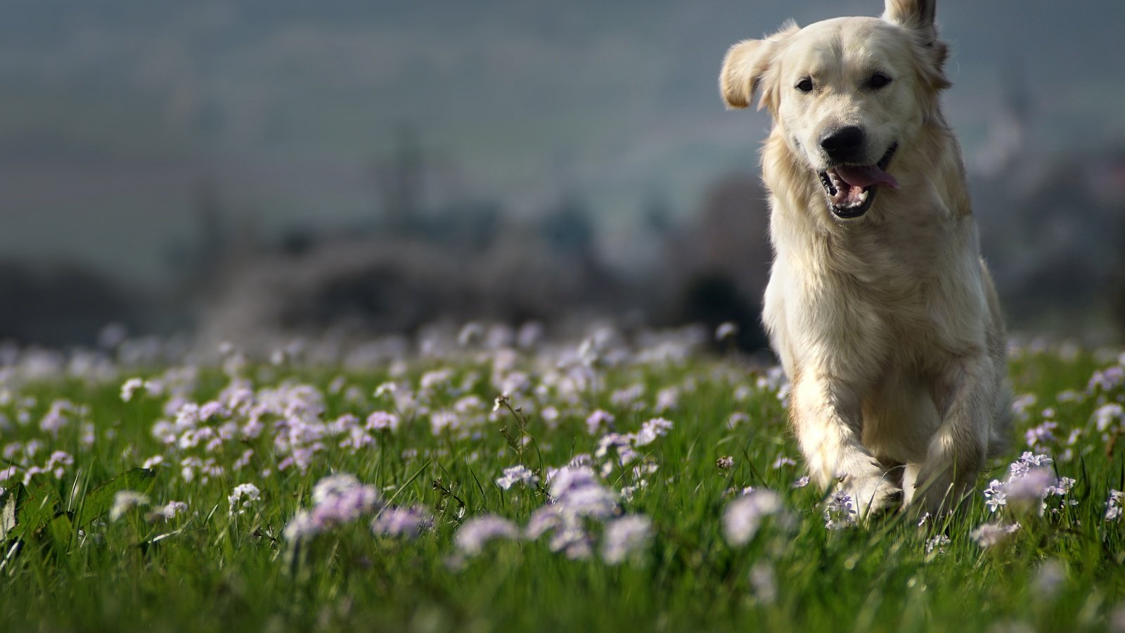 Обои природа, собака, луг, друг, золотистый ретривер, clé manuel, nature, dog, meadow, each, golden retriever, manuel clé разрешение 3000x2000 Загрузить