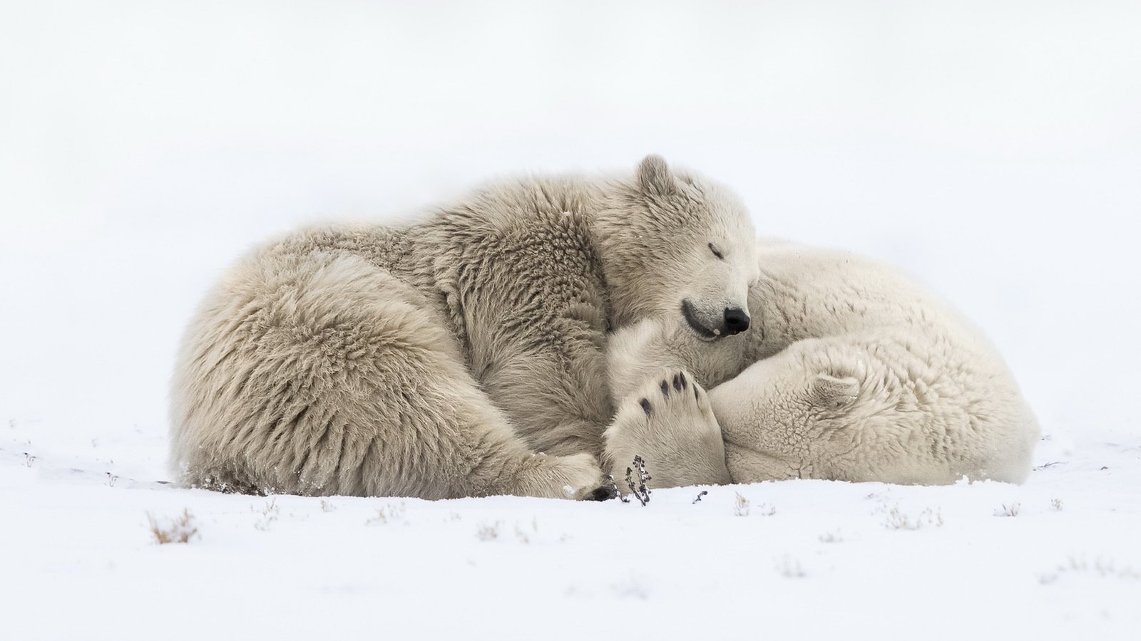 Обои снег, природа, сон, медведи, белый медведь, snow, nature, sleep, bears, polar bear разрешение 1920x1118 Загрузить