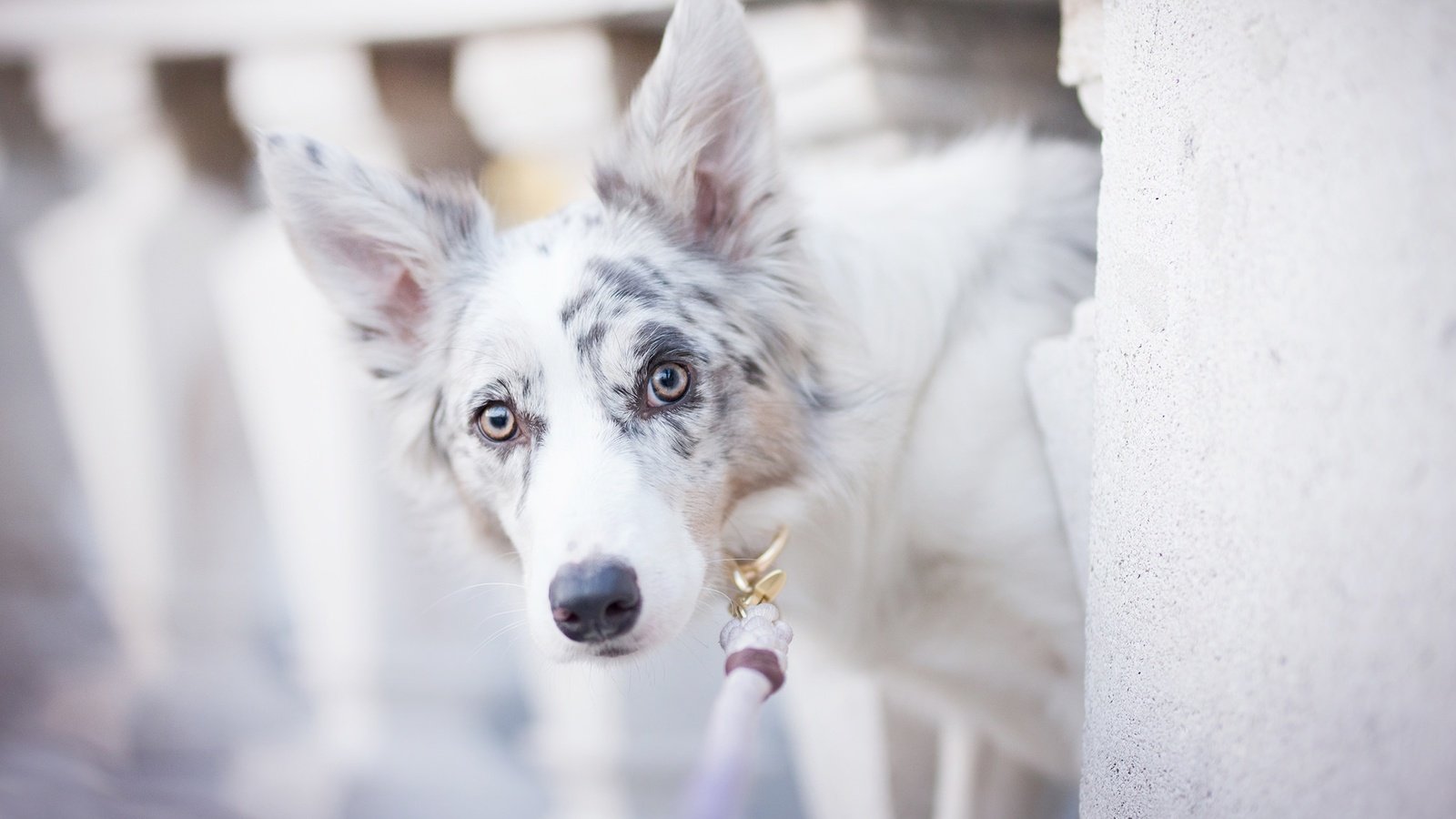 Обои собака, пятна, боке, бордер-колли, alicja zmysłowska, witty&white, dog, spot, bokeh, the border collie разрешение 2048x1365 Загрузить