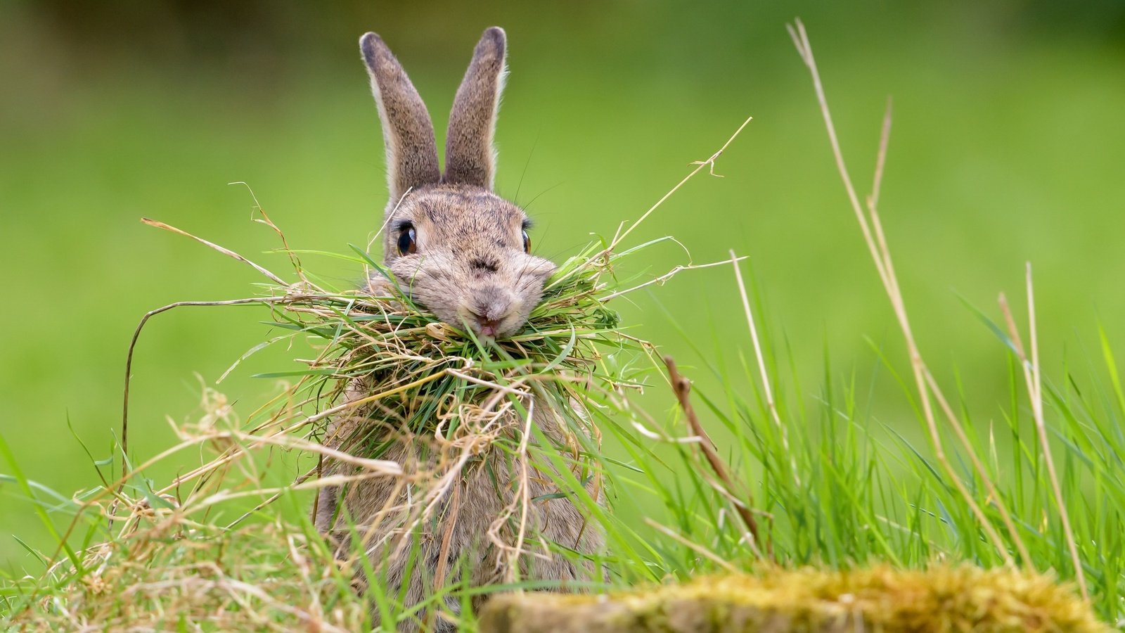 Обои трава, природа, фон, кролик, заяц, nesting rabbit, grass, nature, background, rabbit, hare разрешение 2048x1367 Загрузить