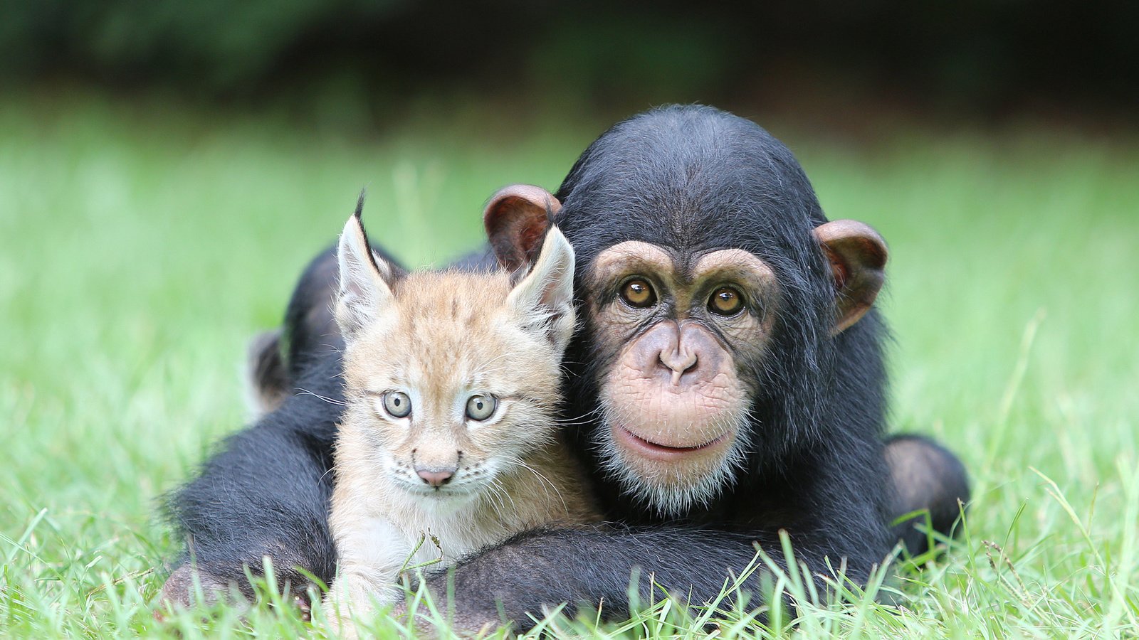 Обои трава, природа, рысь, животные, обезьяна, детеныши, шимпанзе, grass, nature, lynx, animals, monkey, cubs, chimpanzees разрешение 2000x1334 Загрузить