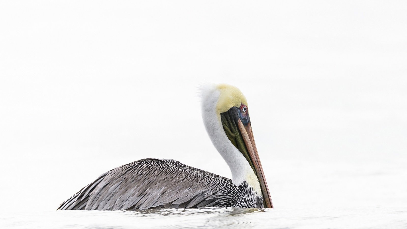 Обои вода, птица, клюв, пеликан, water, bird, beak, pelican разрешение 2048x1281 Загрузить