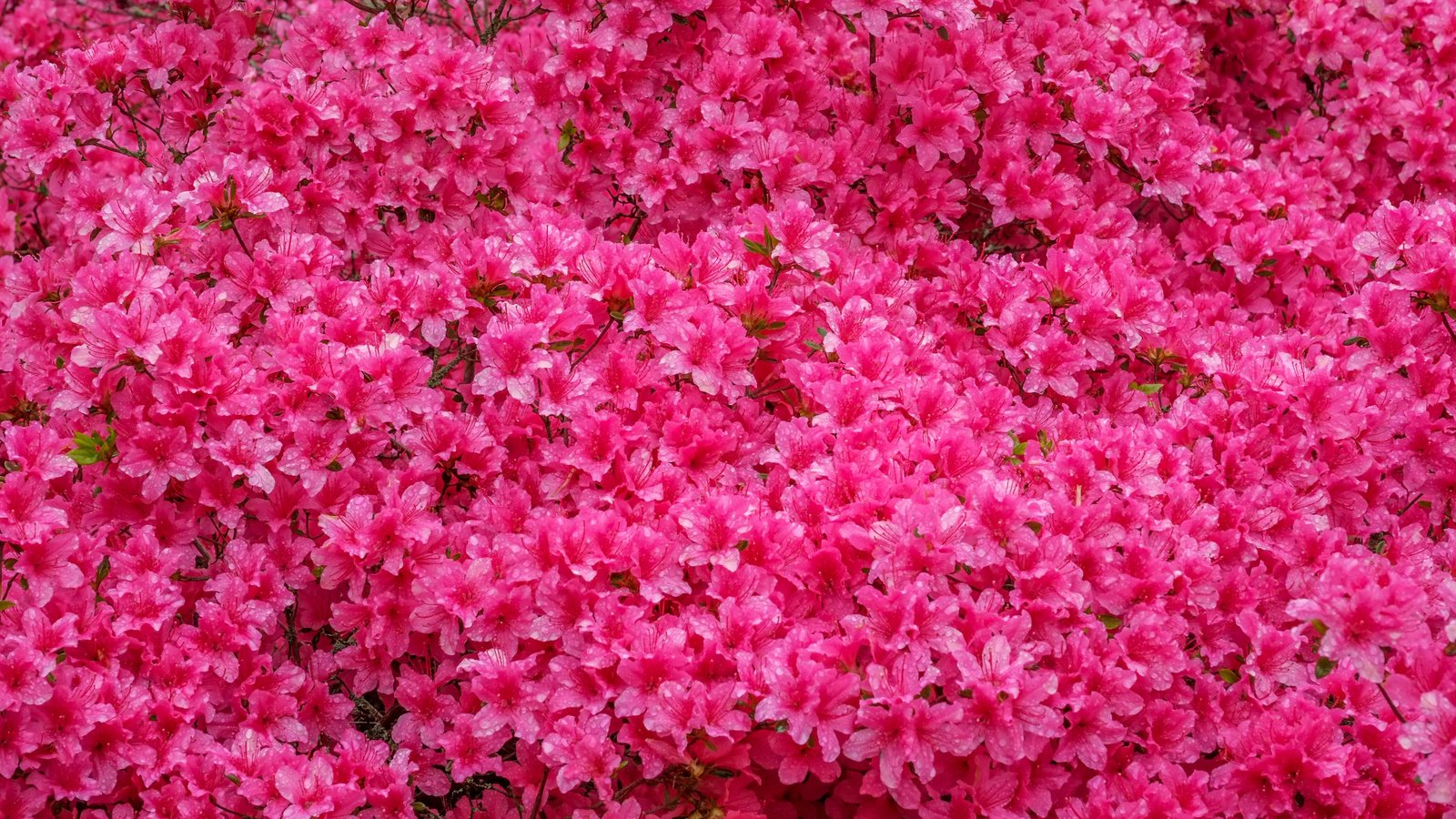Обои цветы, азалия, рододендрон, jazzmatica, flowers, azalea, rhododendron разрешение 4896x2760 Загрузить