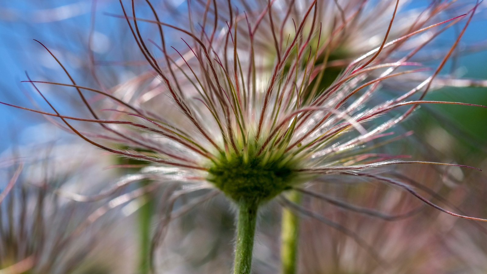 Обои цветы, макро, сон-трава, прострел, jazzmatica, flowers, macro, sleep-grass, cross разрешение 4896x2760 Загрузить