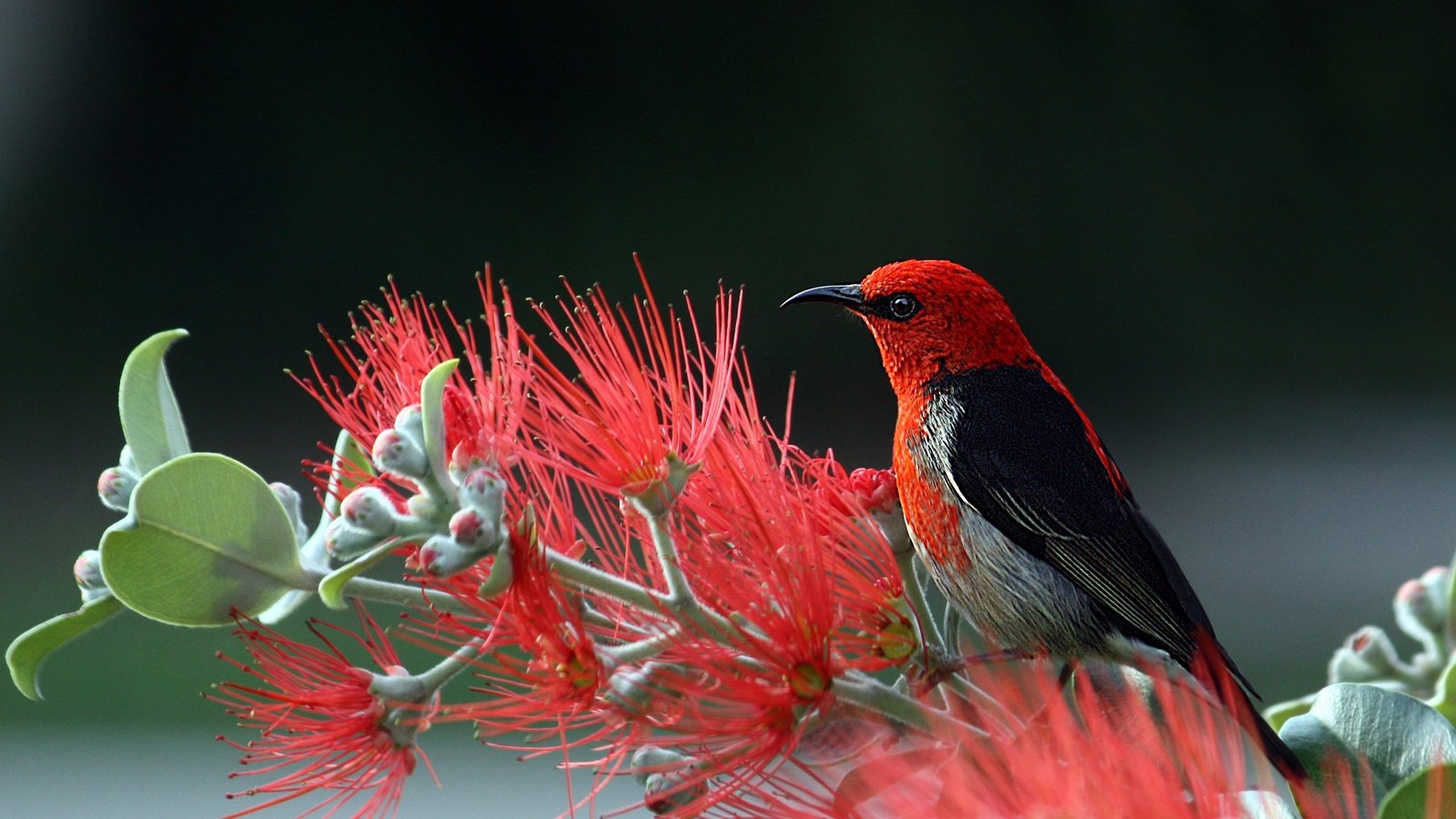 Обои природа, птица, хвост, оперение, алая мизомела, мизомела, nature, bird, tail, scarlet myzomela, myzomela разрешение 6165x4108 Загрузить