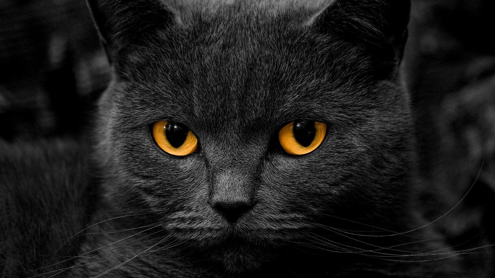 Обои глаза, фон, кот, усы, кошка, взгляд, дымчатый кот, eyes, background, cat, mustache, look, smokey cat разрешение 2000x1125 Загрузить