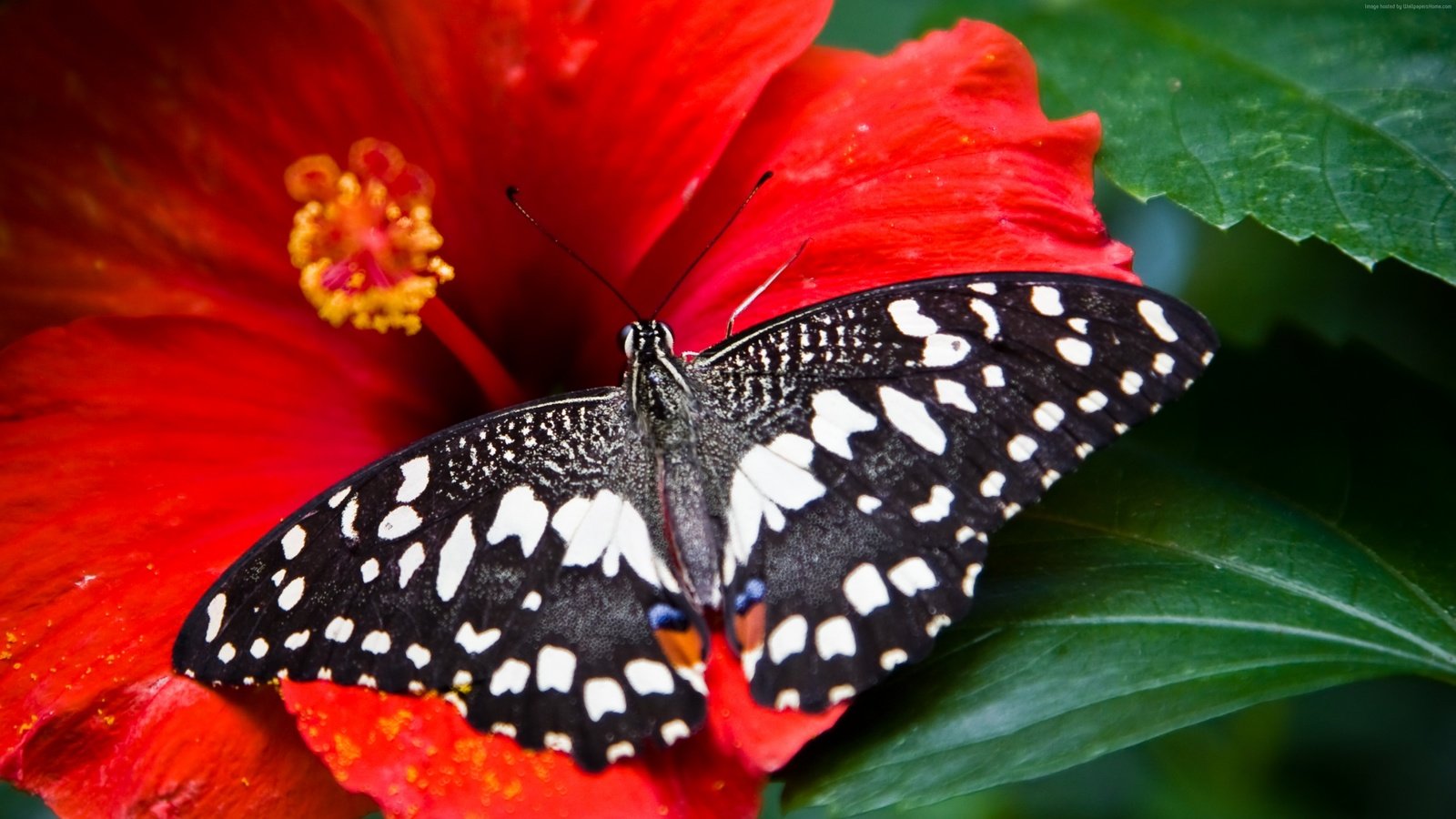 Обои насекомое, цветок, бабочка, крылья, гибискус, insect, flower, butterfly, wings, hibiscus разрешение 3840x2160 Загрузить