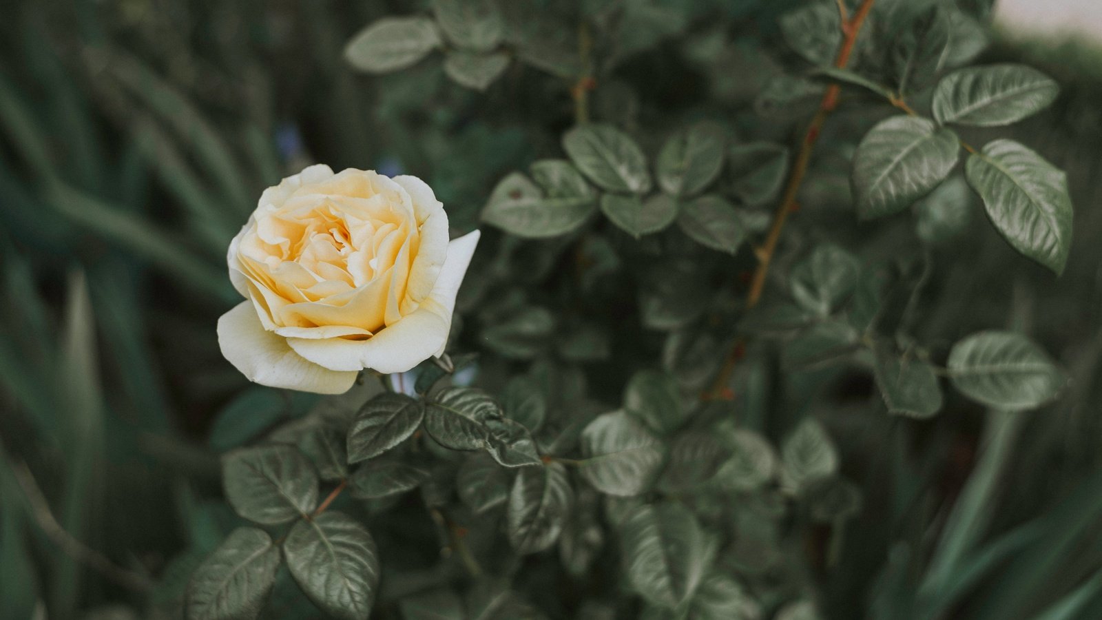 Обои листья, цветок, роза, лепестки, куст, leaves, flower, rose, petals, bush разрешение 5852x3658 Загрузить