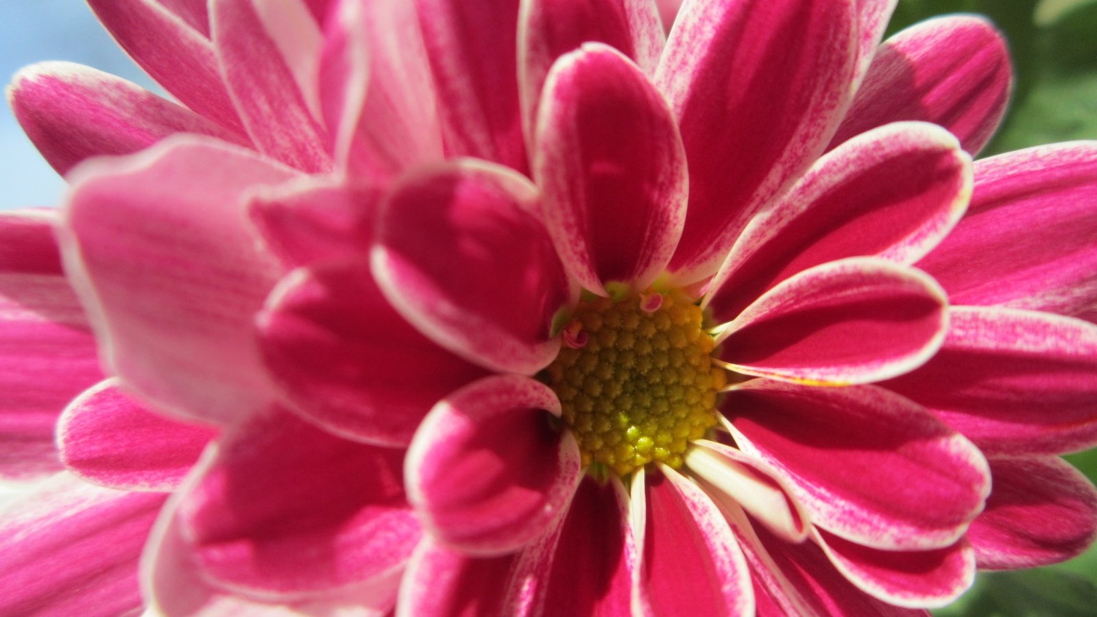 Обои макро, цветок, лепестки, розовый, георгин, macro, flower, petals, pink, dahlia разрешение 4608x3456 Загрузить